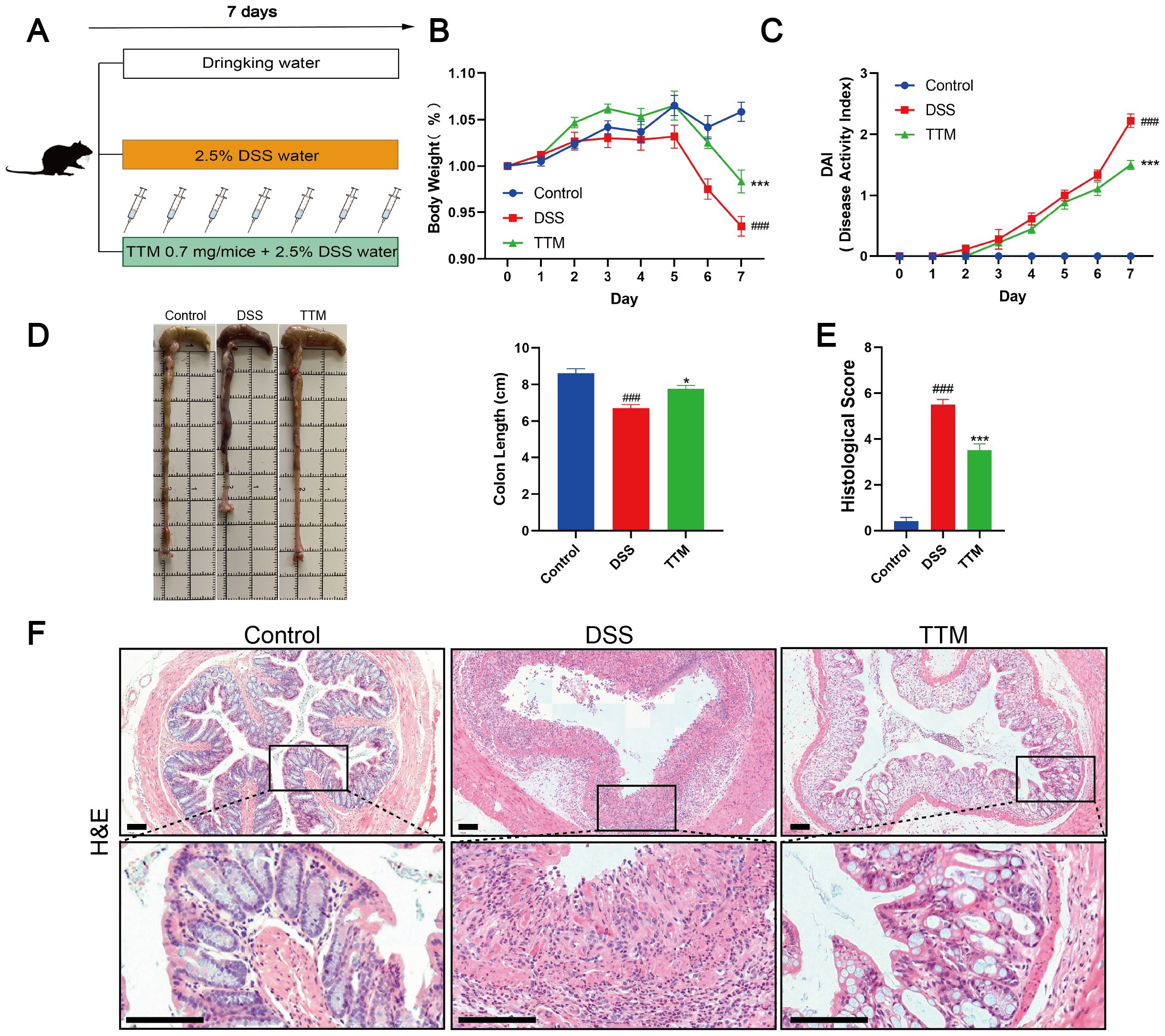 Experimental results on DSS-induced colitis in mice. A shows the experimental design, B and C show graphs of body weight and disease activity index over seven days for control, DSS, and TTM treatment groups. D displays colon images and bar graphs of colon length, with TTM-treated mice showing improved length. E shows a bar graph of histological scores, indicating improved scores in the TTM group. F presents H&E stained colon tissue sections with control, DSS, and TTM treatments, showing less tissue damage in TTM-treated sections.