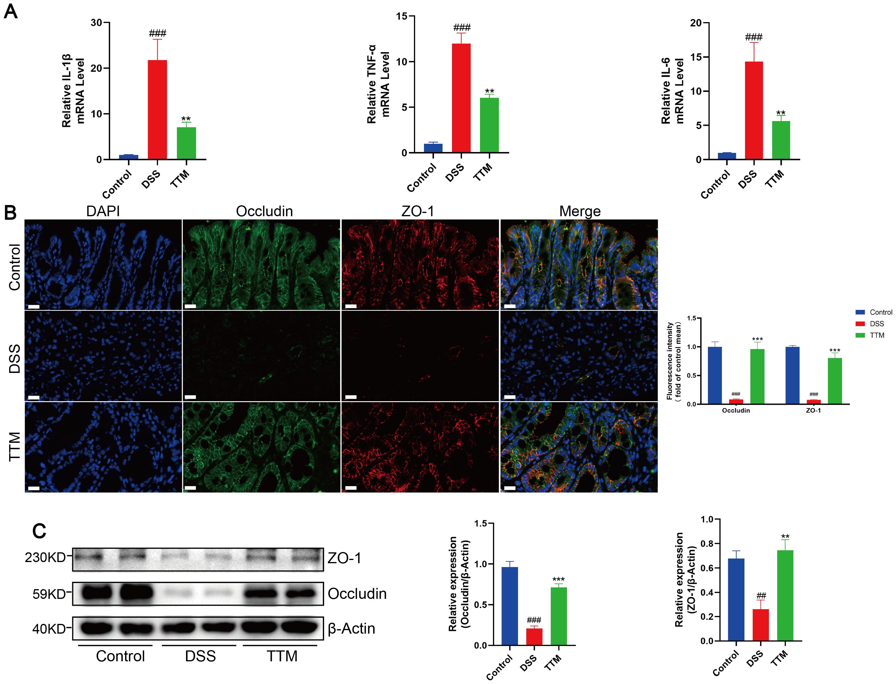 Panel A shows bar graphs of mRNA levels for IL-1β, TNF-α, and IL-6, comparing Control, DSS, and TTM groups. DSS shows the highest levels, with TTM showing reduced levels. Panel B displays immunofluorescence images for DAPI, Occludin, and ZO-1, with a merged view for Control, DSS, and TTM groups. The graph indicates fluorescence intensity, with DSS showing reduced levels. Panel C presents Western blot bands for ZO-1, Occludin, and β-Actin with graphs showing relative expression levels. DSS shows reduced levels for Occludin and ZO-1 compared to TTM.