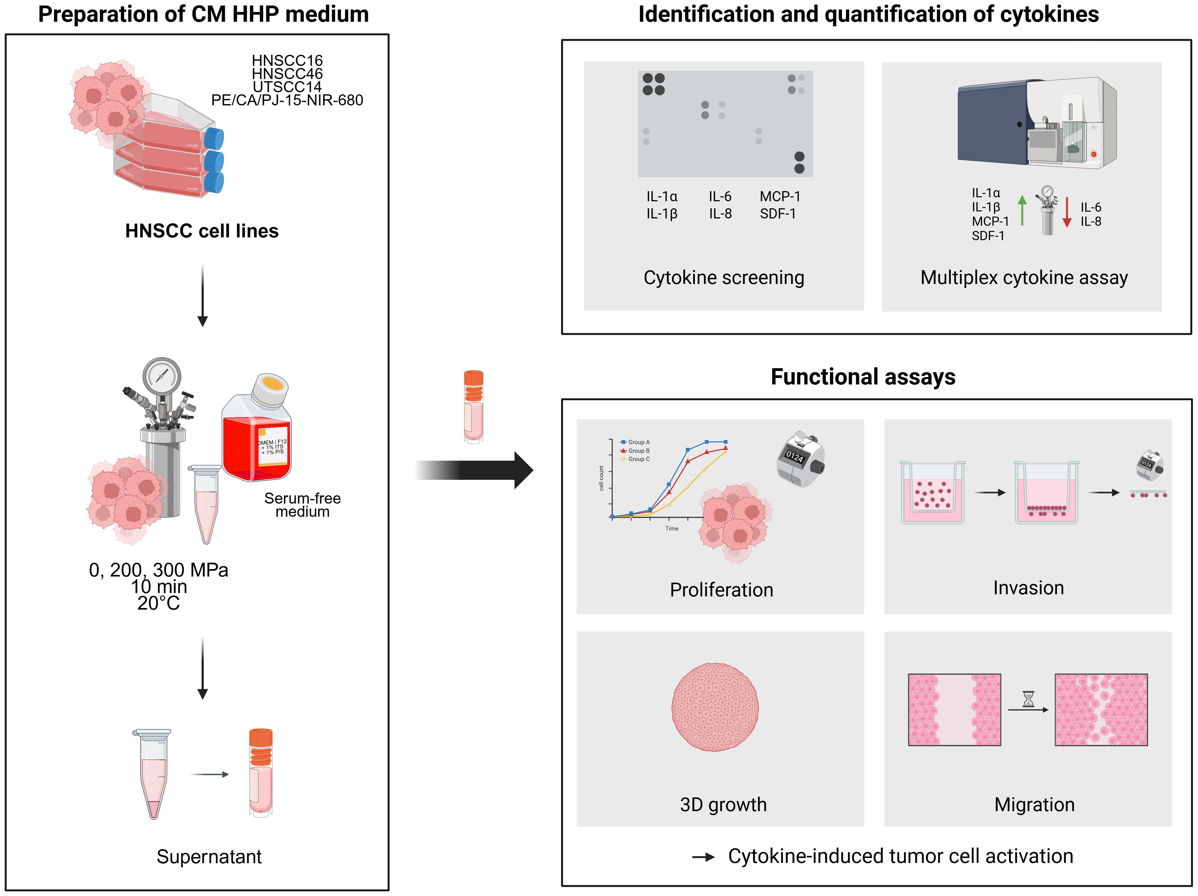 Preparation and analysis of CM HHP medium for HNSCC cell lines is shown. The left panel illustrates preparation using serum-free medium under varying pressure. The supernatant moves to the right panel for cytokine identification and quantification using screening and multiplex assays. Functional assays, including proliferation, invasion, 3D growth, and migration, assess cytokine-induced tumor cell activation, with each process represented graphically.