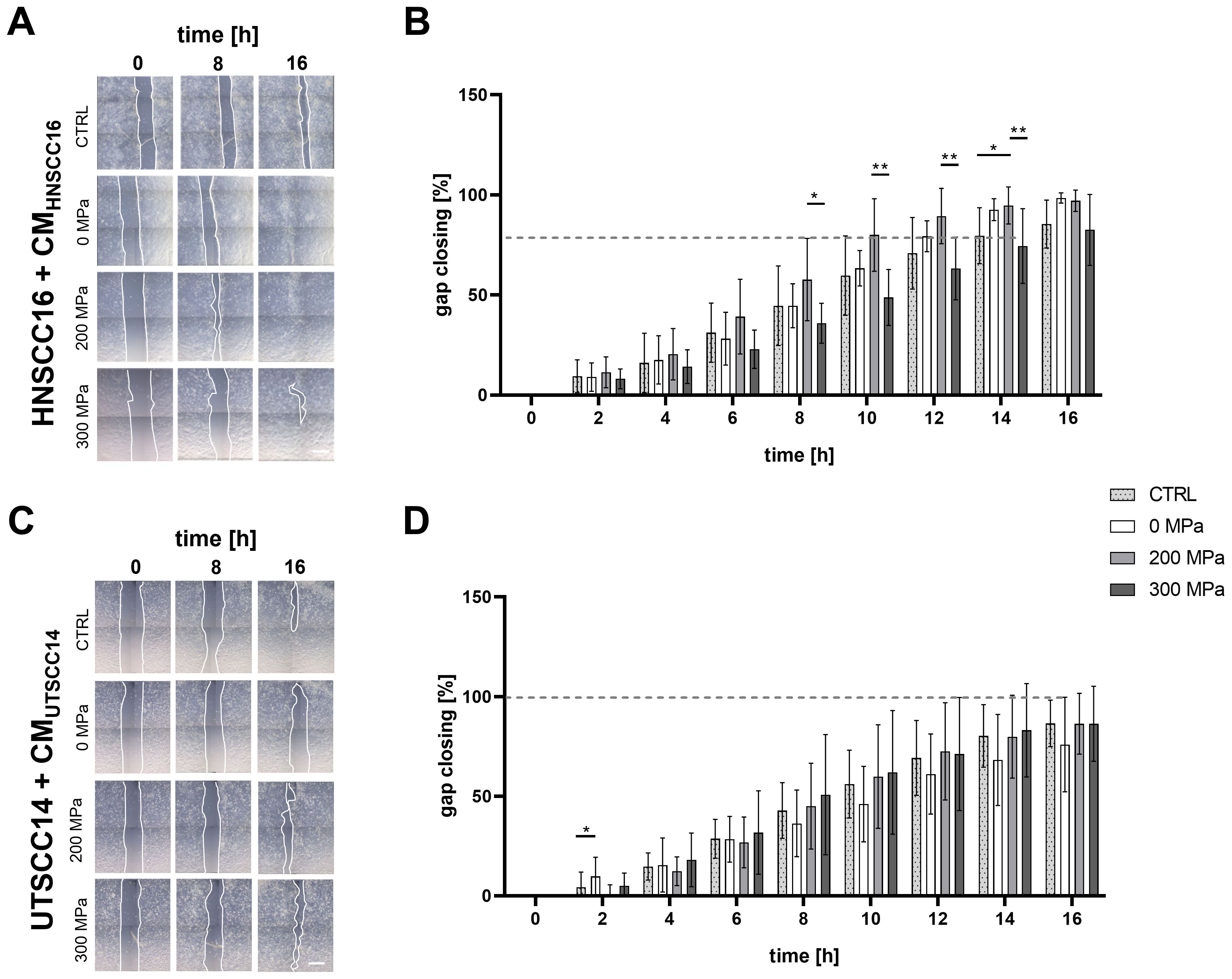 Panel A shows wound healing assays of HNSCC16 cells treated with conditioned medium at 0, 8, and 16 hours under different conditions: CTRL, 0 MPa, 200 MPa, and 300 MPa. Panel B presents a bar graph depicting the percentage of gap closing over 16 hours under the same conditions. Panel C displays UT-SCC14 cells with a similar treatment setup and time intervals. Panel D illustrates the corresponding bar graph for gap closing in UT-SCC14 cells. Significant differences are marked with asterisks.