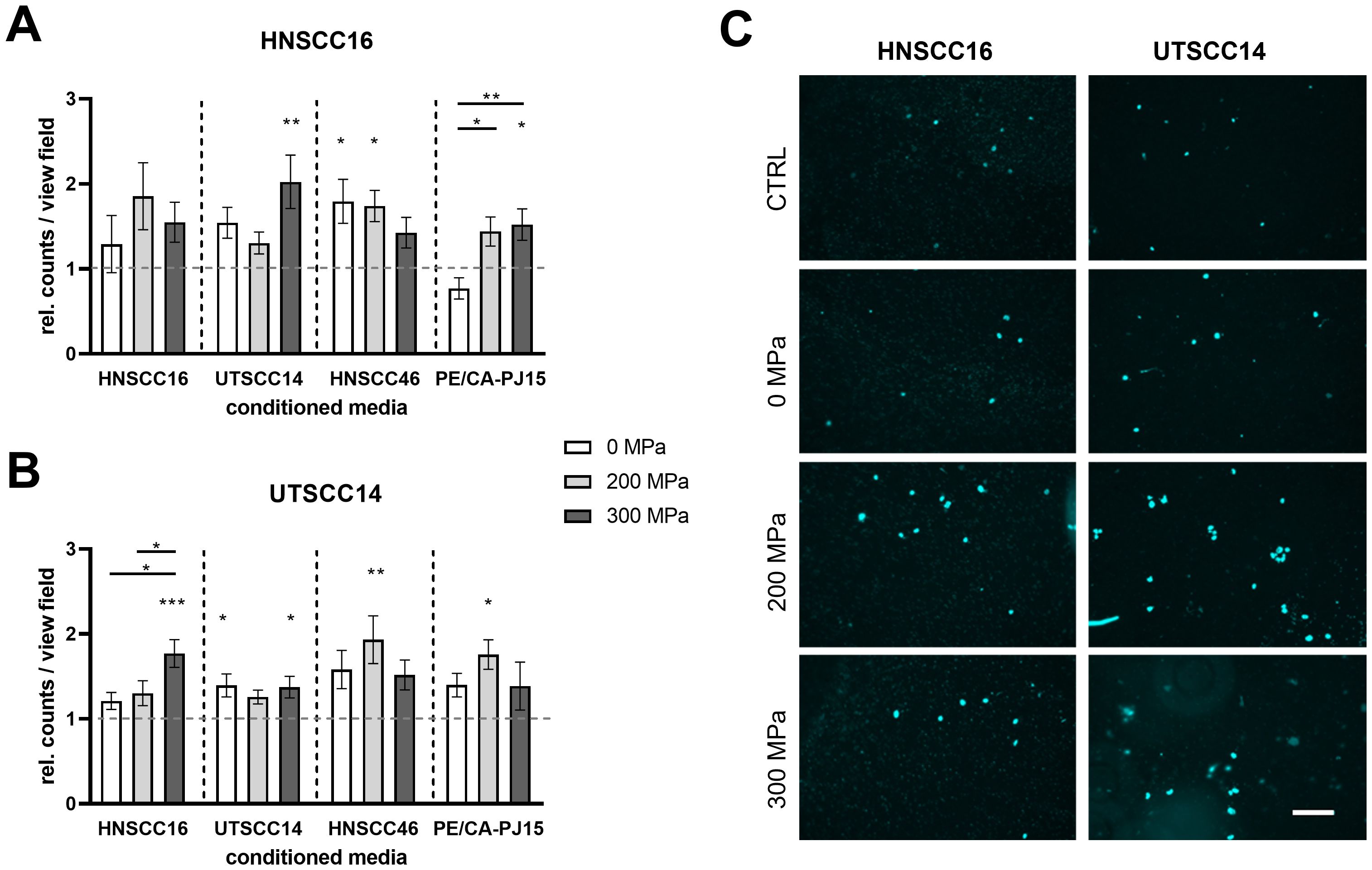 Graphs and images showing the effects of conditioned media on cell counts. Graph A displays relative counts for HNSCC16 with varying media: HNSCC16, UTSCC14, HNSCC46, PE/CA-PJ15 at pressures 0 MPa, 200 MPa, and 300 MPa. Graph B shows similar data for UTSCC14. Panel C presents fluorescent images of HNSCC16 and UTSCC14 cells under control and different pressures, showing cell density changes.