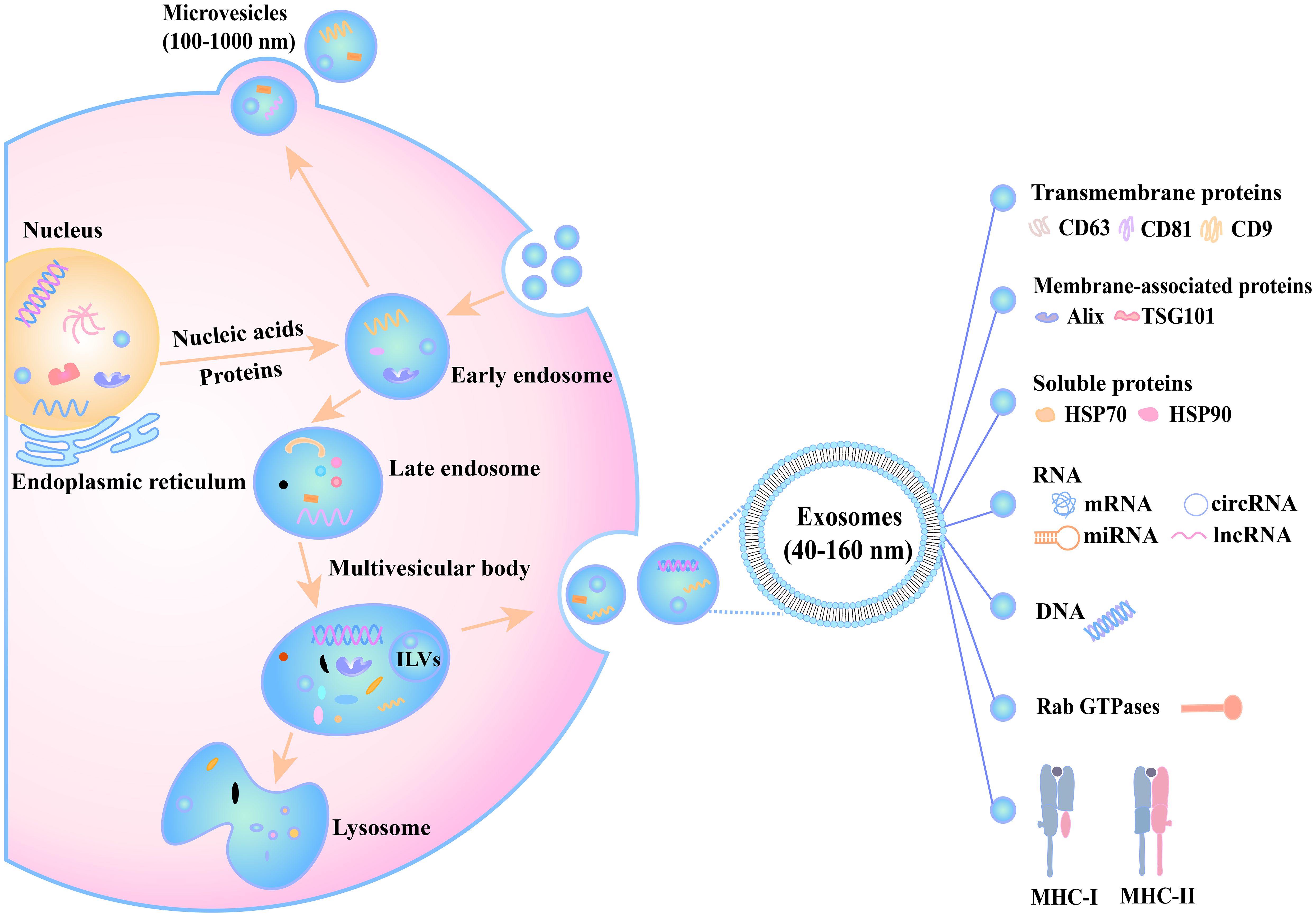 Diagram illustrating the formation and release of microvesicles and exosomes from a cell. It shows the process starting from the endoplasmic reticulum and nucleus, with nucleic acids and proteins moving to early and late endosomes, forming intraluminal vesicles (ILVs) within multivesicular bodies. Release of these ILVs as exosomes is shown, with detailed labeling of exosomal components such as RNA, DNA, proteins, and transmembrane proteins like CD63 and CD81. Microvesicles are also depicted as larger vesicles.