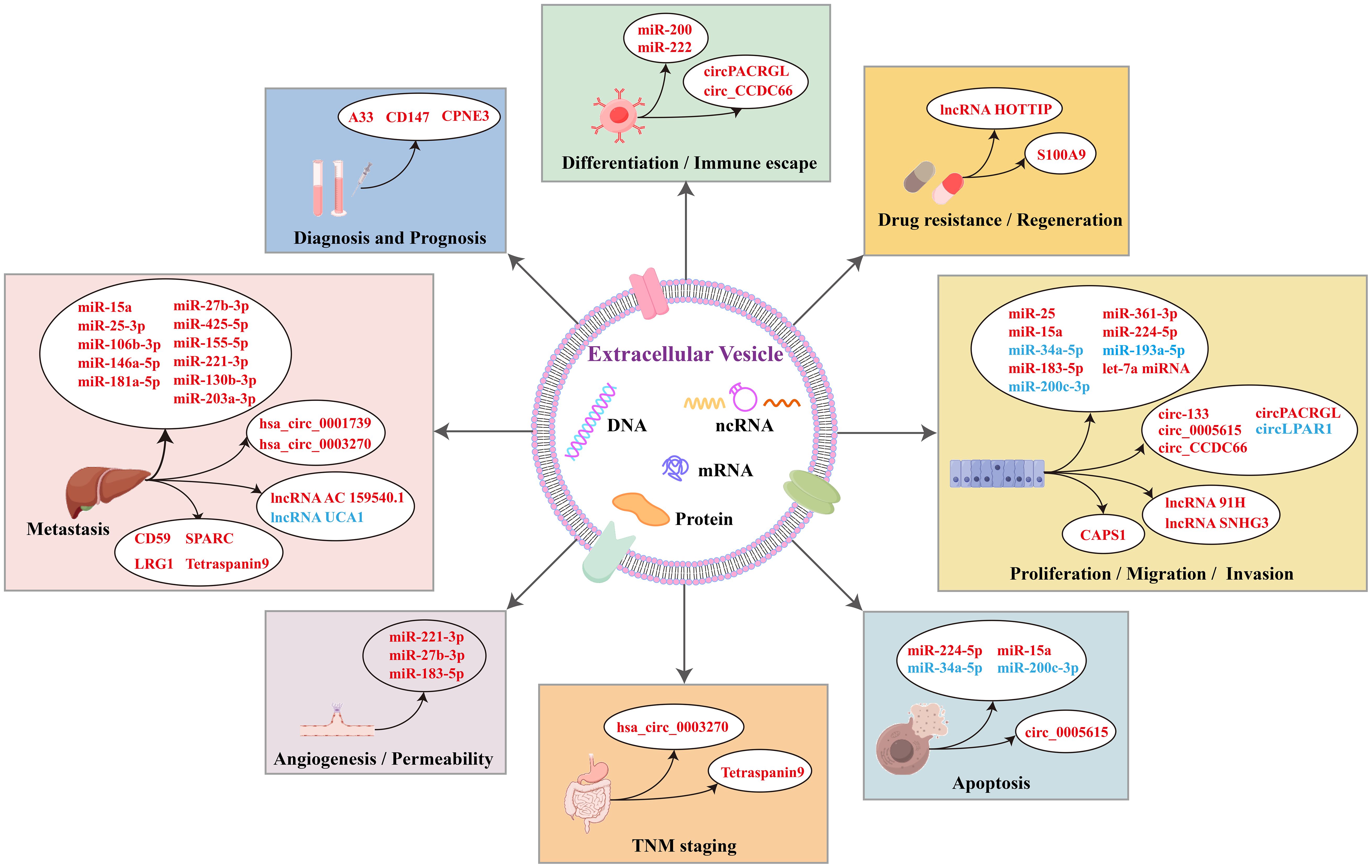 Research diagram illustrating factors involved in cancer processes. Central cell structure labeled with DNA, ncRNA, mRNA, and protein. Various colored sections radiate outward, detailing roles in diagnosis, drug resistance, proliferation, apoptosis, angiogenesis, metastasis, and staging. Each section lists specific genes, lncRNAs, miRNAs, and circRNAs involved in these pathways. Sections are labeled as Diagnosis and Prognosis, Differentiation/Immune Escape, Drug Resistance/Regeneration, Proliferation/Migration/Invasion, Apoptosis, Angiogenesis/Permeability, Metastasis, and TNM Staging. Arrows connect the sections to the central cell representation.