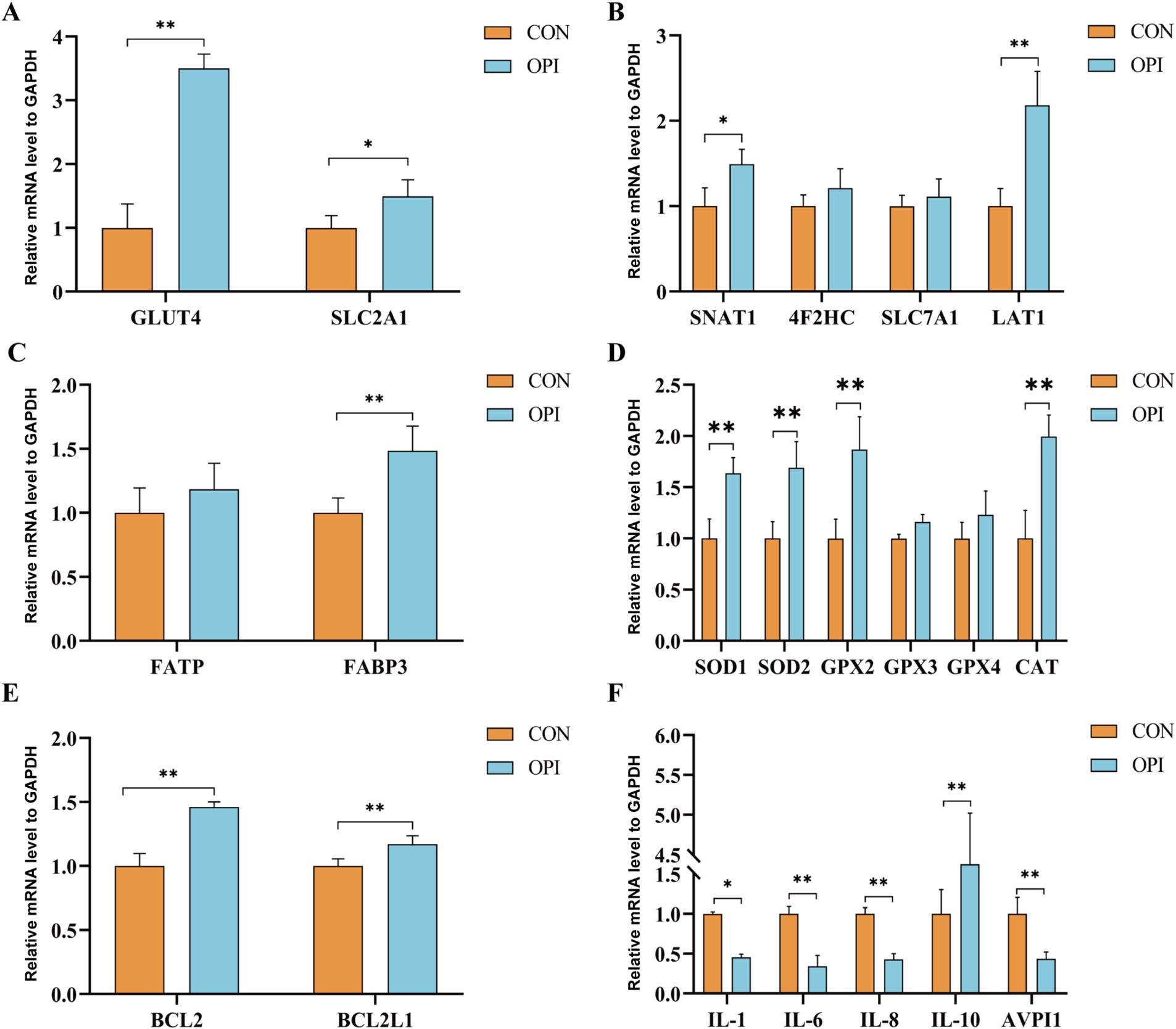 Bar graphs labeled A to F compare relative mRNA levels to GAPDH across various genes between CON (orange) and OPI (blue) groups. A: GLUT4 and SLC2A1 show significant increases in OPI. B: LAT1 is significantly higher in OPI. C: FABP3 shows a significant increase in OPI. D: Genes SOD1, SOD2, GPX2, and CAT are notably elevated in OPI. E: BCL2 and BCL2L1 are significantly higher in OPI. F: IL-6, IL-8, IL-10, and AVP1 show significant increases in OPI. Asterisks indicate significance levels.