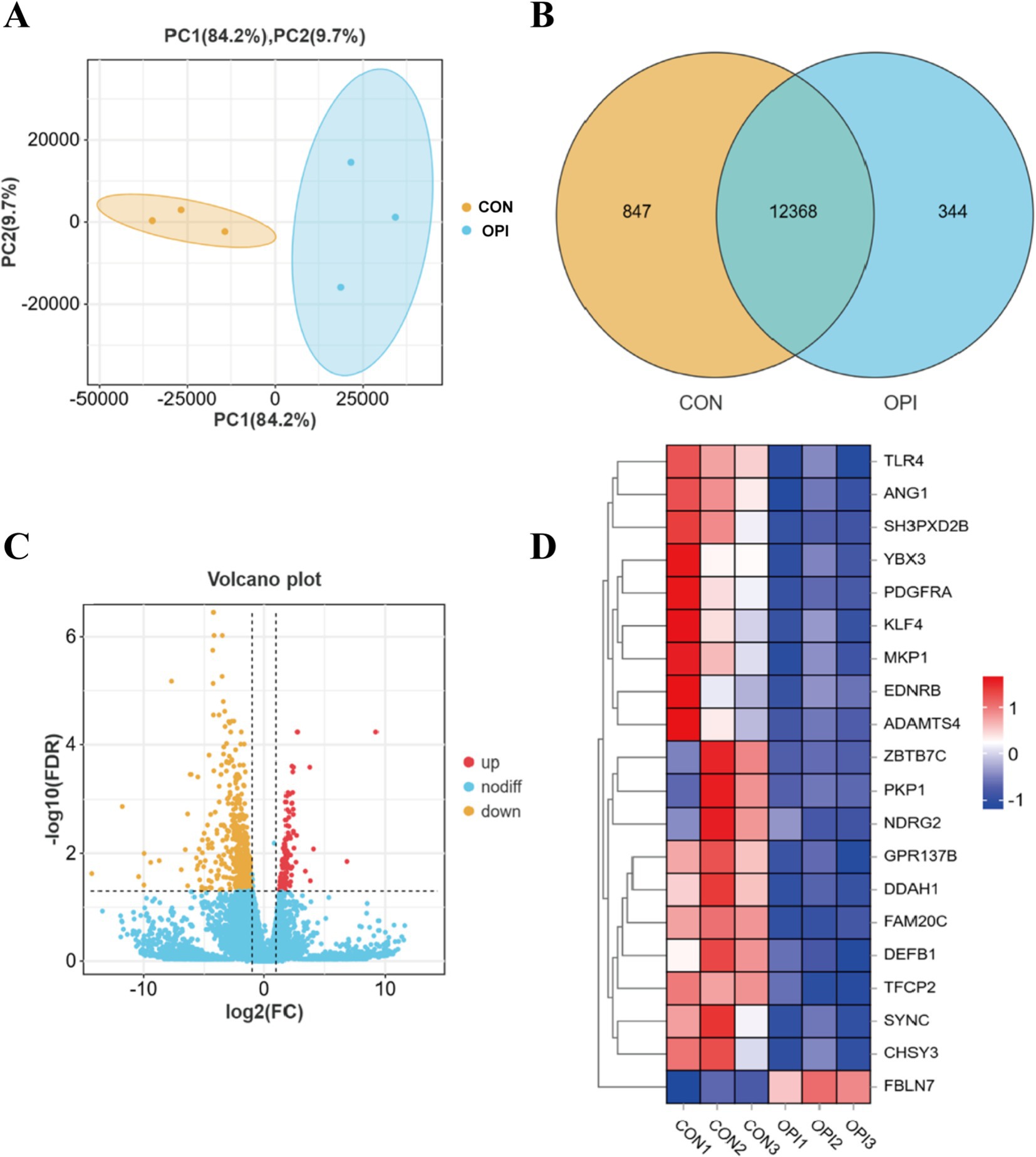 Panel A shows a PCA plot with two groups, CON (orange) and OPI (blue), indicating distinct clustering. Panel B is a Venn diagram illustrating overlapping and unique gene counts between CON and OPI groups. Panel C is a volcano plot displaying gene expression changes, highlighting upregulated (red) and downregulated (blue) genes. Panel D is a heatmap of gene expression across conditions, illustrating varying expression levels with a color gradient from red (high expression) to blue (low expression).