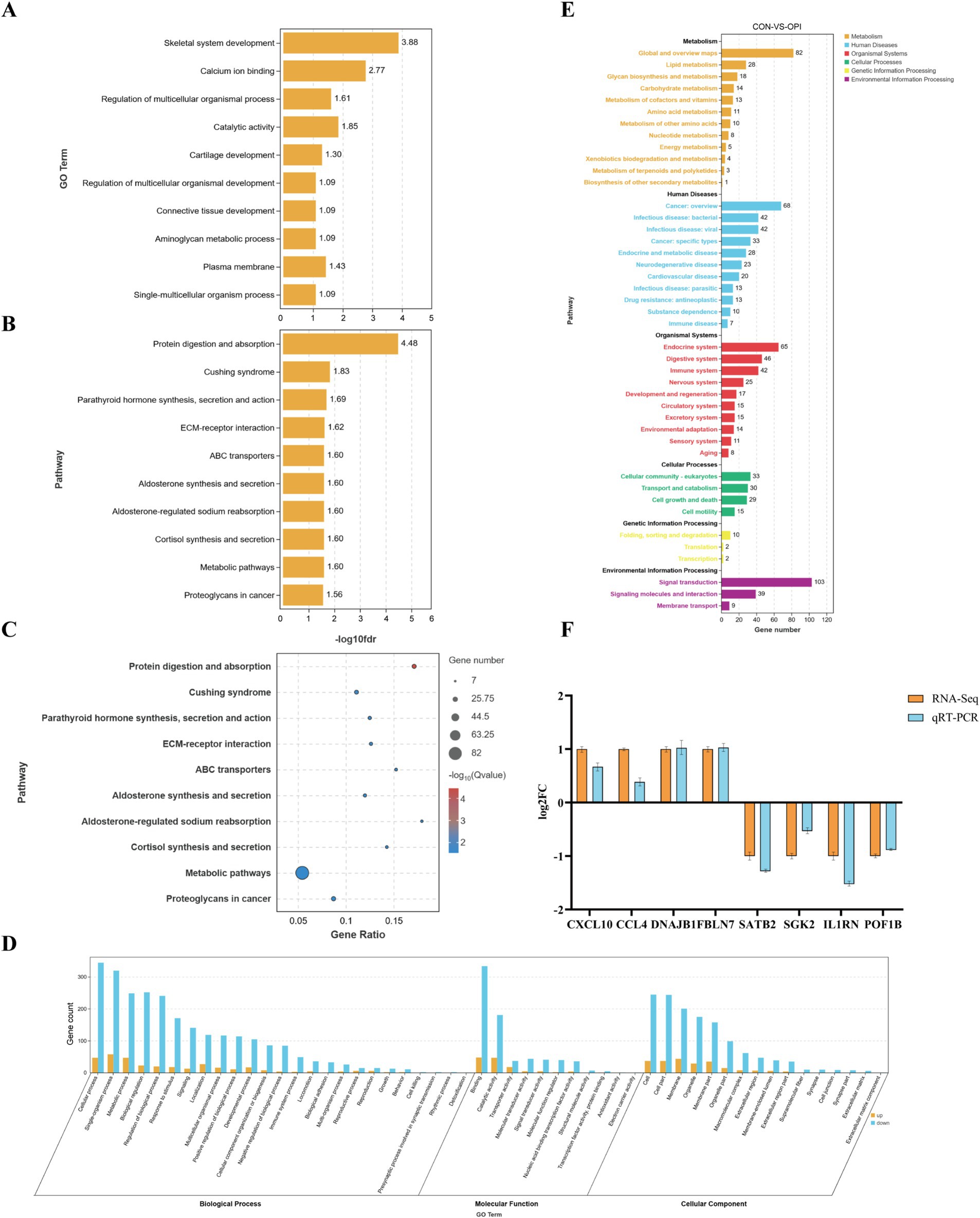 Group of six charts and graphs analyzing gene expression and pathways. Panel A shows a bar graph of Gene Ontology (GO) terms with bars representing gene ratios. Panel B displays a bar chart of pathways with negative log-transformed false discovery rates. Panel C features a bubble chart illustrating pathways with gene ratios and significance. Panel D is a bar graph categorizing genes by biological process, molecular function, and cellular component. Panel E presents a multi-colored bar chart of pathways comparing control versus treatment groups. Panel F displays a bar graph comparing RNA-Seq and qRT-PCR results for specific genes with log fold change values.