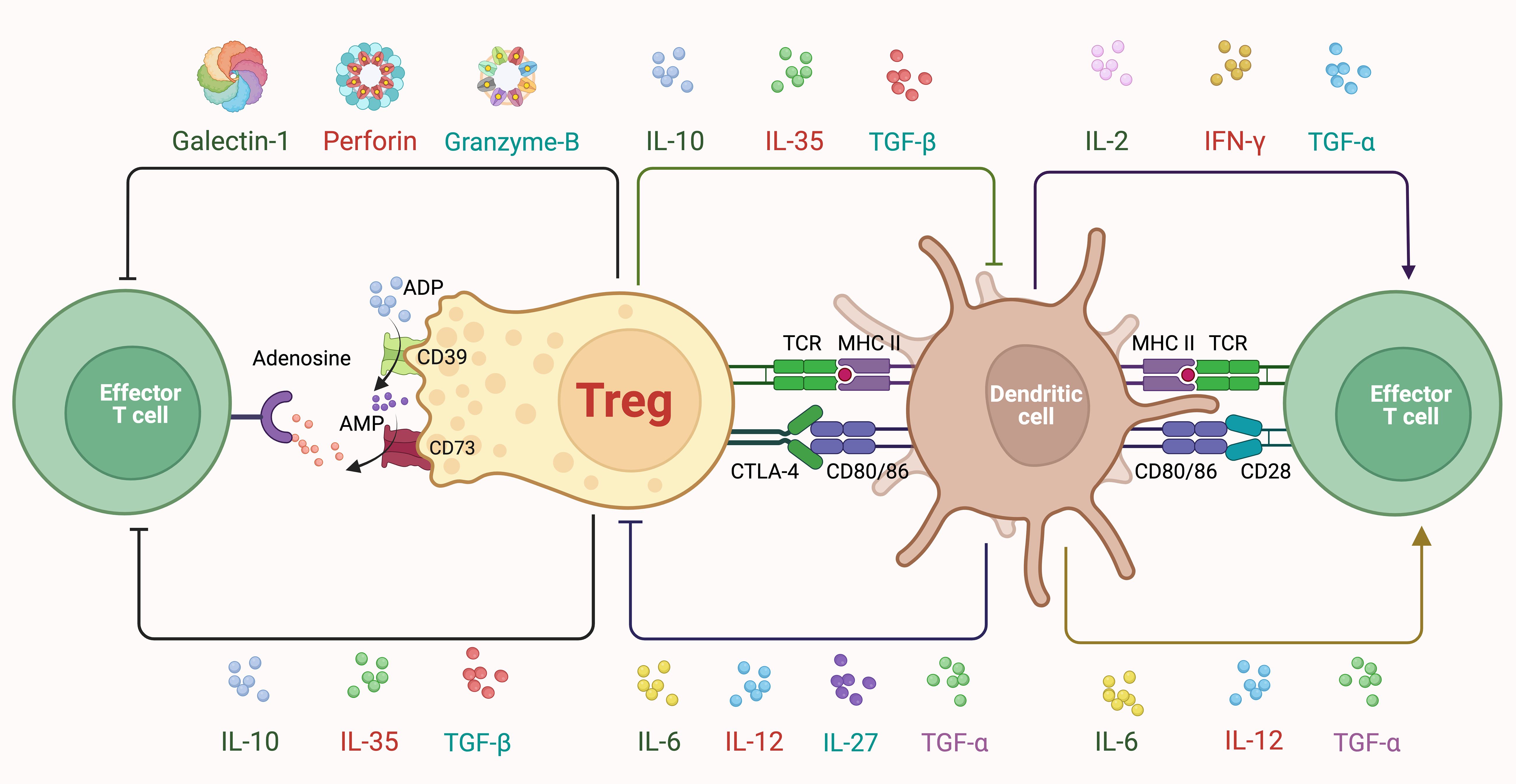 Diagram illustrating the interaction between Treg cells, dendritic cells, and effector T cells. Treg cell (center) interacts with dendritic cell (right) via TCR, MHC II, CTLA-4, and CD80/86. Effector T cells (left and right) show pathways of Galectin-1, Perforin, Granzyme-B, IL-10, IL-35, TGF-β, IL-2, IFN-γ, and TGF-α. Adenosine and AMP are produced via CD39 and CD73 pathways.