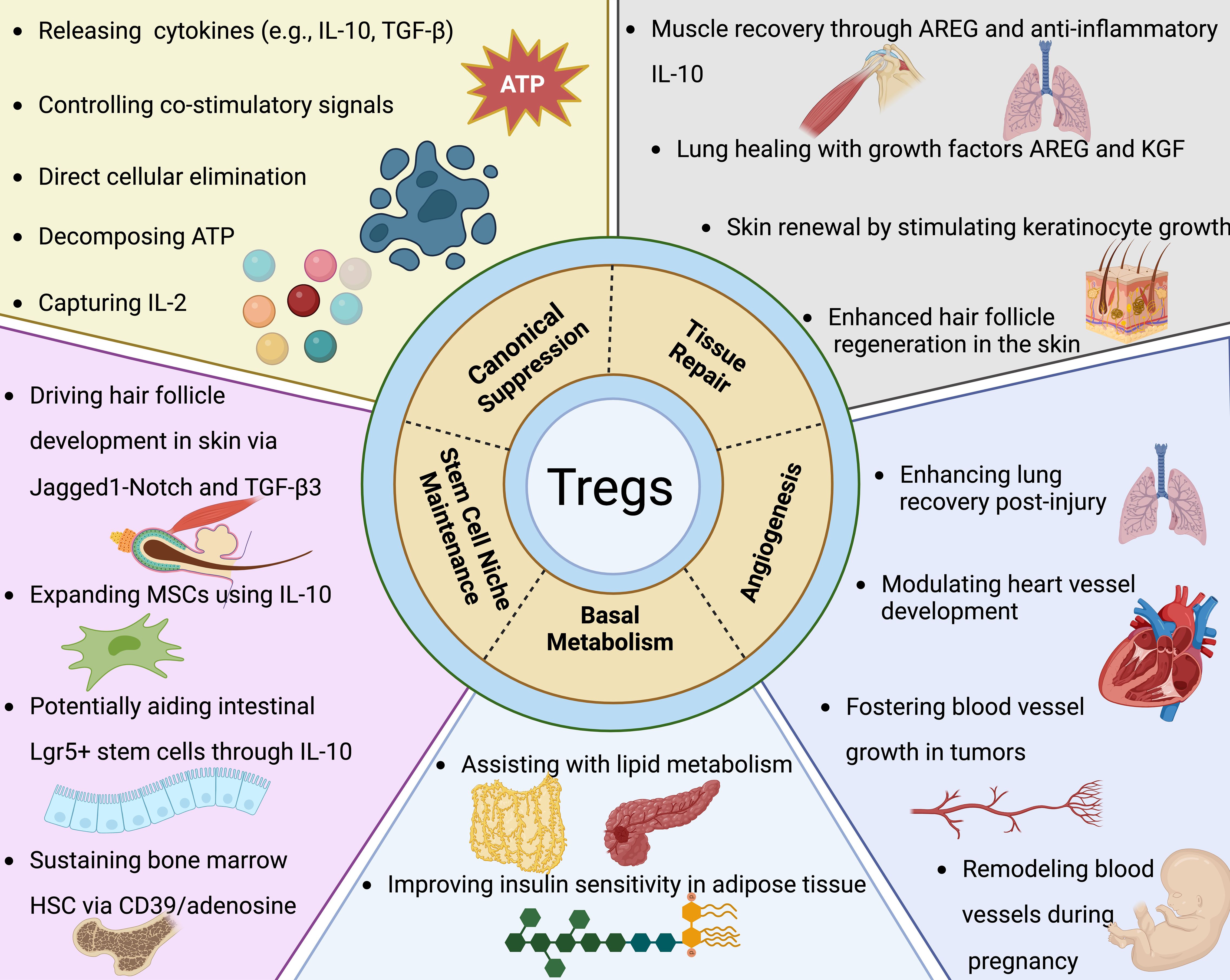 Illustration of regulatory T cells (Tregs) functions divided into four categories: canonical suppression, stem cell niche maintenance, tissue repair, and angiogenesis. In suppression, they release cytokines, control signals, eliminate cells, decompose ATP, and capture IL-2. In maintenance, they drive hair follicle development, expand MSCs, aid intestinal stem cells, and sustain bone marrow HSC. In tissue repair, Tregs aid muscle recovery, lung healing, skin renewal, and enhance hair regeneration. In angiogenesis, they enhance lung recovery, modulate heart vessel development, promote blood vessel growth in tumors, assist with lipid metabolism, and improve insulin sensitivity.
