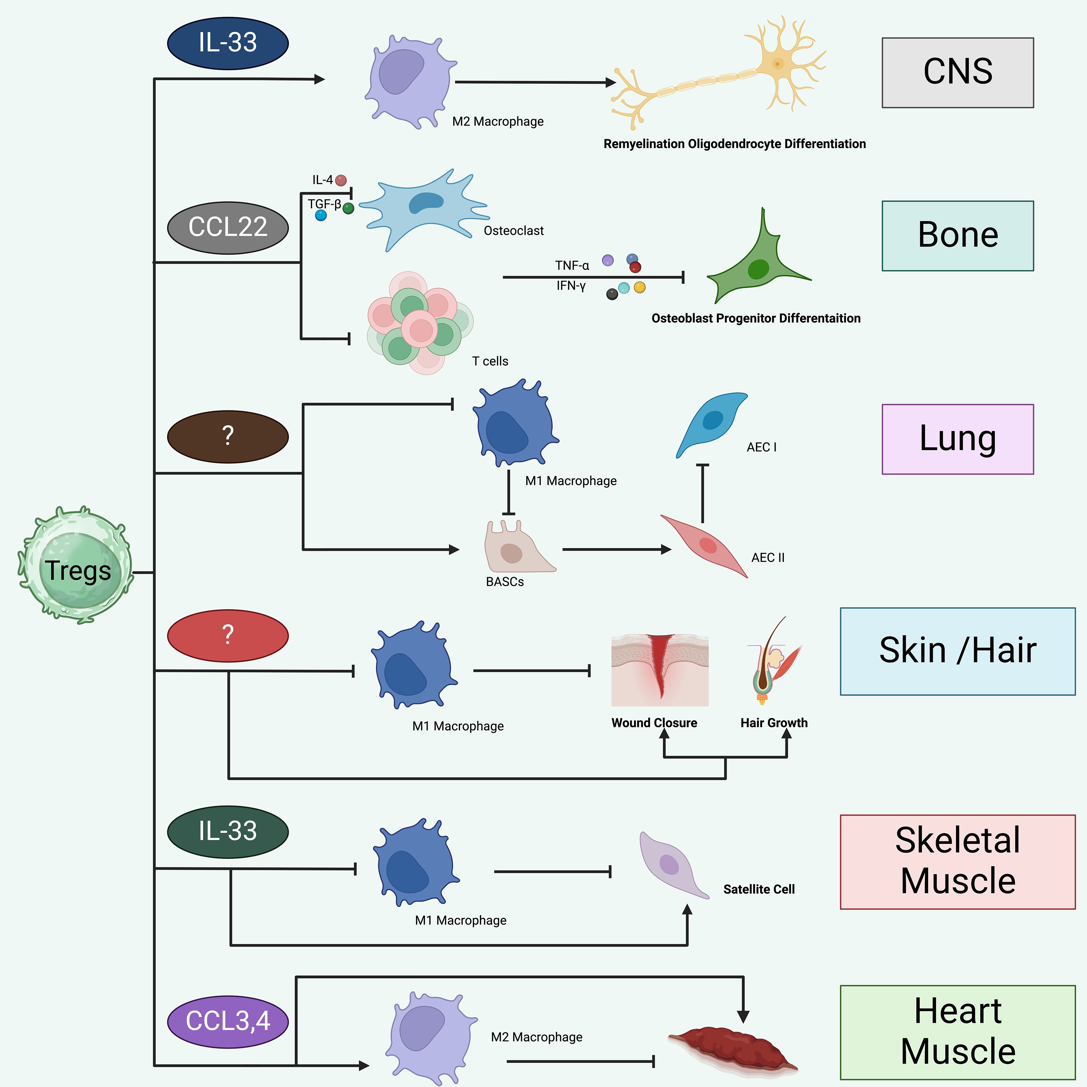 Diagram illustrating Tregs interacting with immune cells and pathways affecting various tissues. IL-33 and CCL3,4 promote differentiation into M2 macrophages aiding CNS, skeletal muscle, and heart muscle. Tregs influence osteoclasts, T cells, and unknown pathways. M1 macrophages and BASCs contribute to lung, skin/hair health. Biological processes include oligodendrocyte differentiation, osteoblast progenitor differentiation, wound closure, and hair growth.
