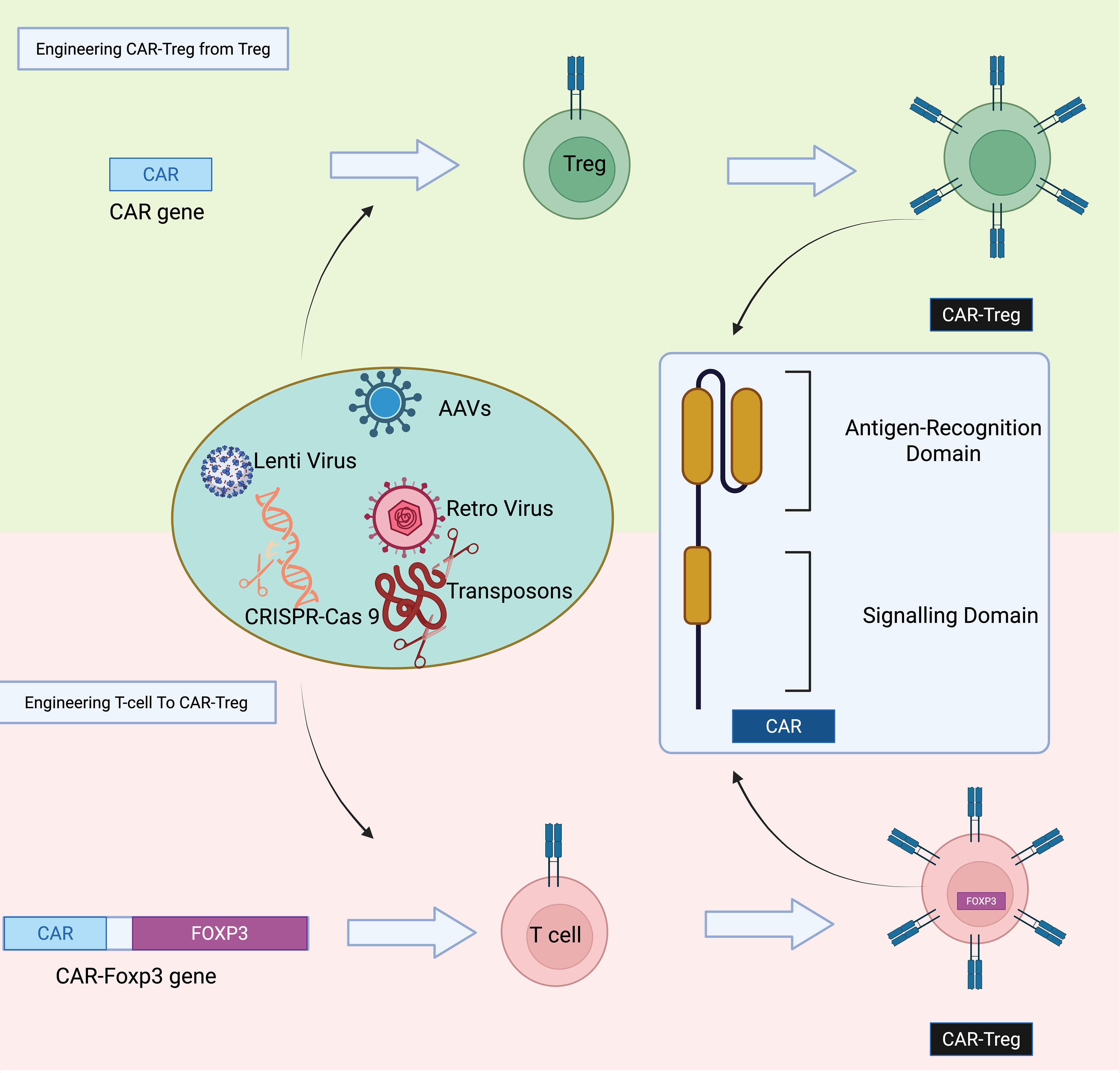 Diagram illustrating the engineering of CAR-Treg cells. The top section shows a Treg cell being modified with a CAR gene using vectors like AAVs, lentivirus, retrovirus, CRISPR-Cas9, and transposons. This leads to a CAR-Treg with antigen-recognition and signaling domains. The bottom section depicts a T-cell being engineered into a CAR-Treg with a CAR-Foxp3 gene. The process involves similar modification techniques, resulting in a CAR-Treg expressing Foxp3.