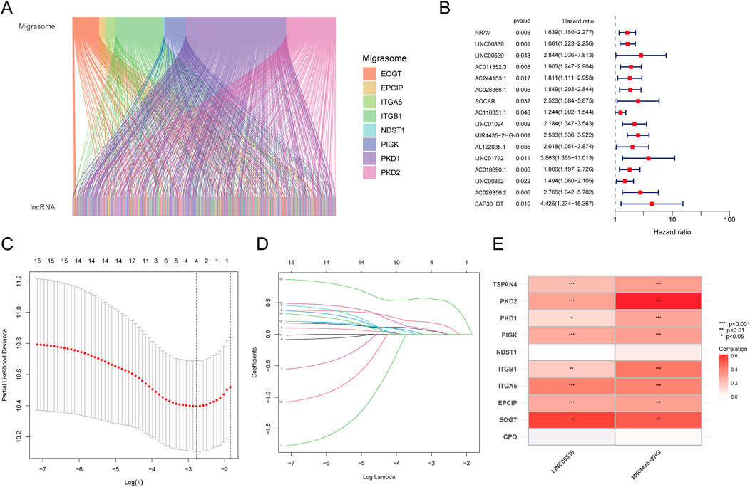 A set of five panels showing various data visualizations related to migrasome and lncRNA analysis. Panel A displays a Sankey diagram linking migrasome components with lncRNAs. Panel B presents a forest plot with p-values and hazard ratios for several genes, indicated by red squares and blue lines. Panel C shows a line graph of partial likelihood deviance against log lambda, highlighting a red line with confidence intervals. Panel D features a coefficient path plot for various genes over log lambda. Panel E contains a heatmap of correlation values between specified genes and lncRNAs, with significance levels marked by asterisks.