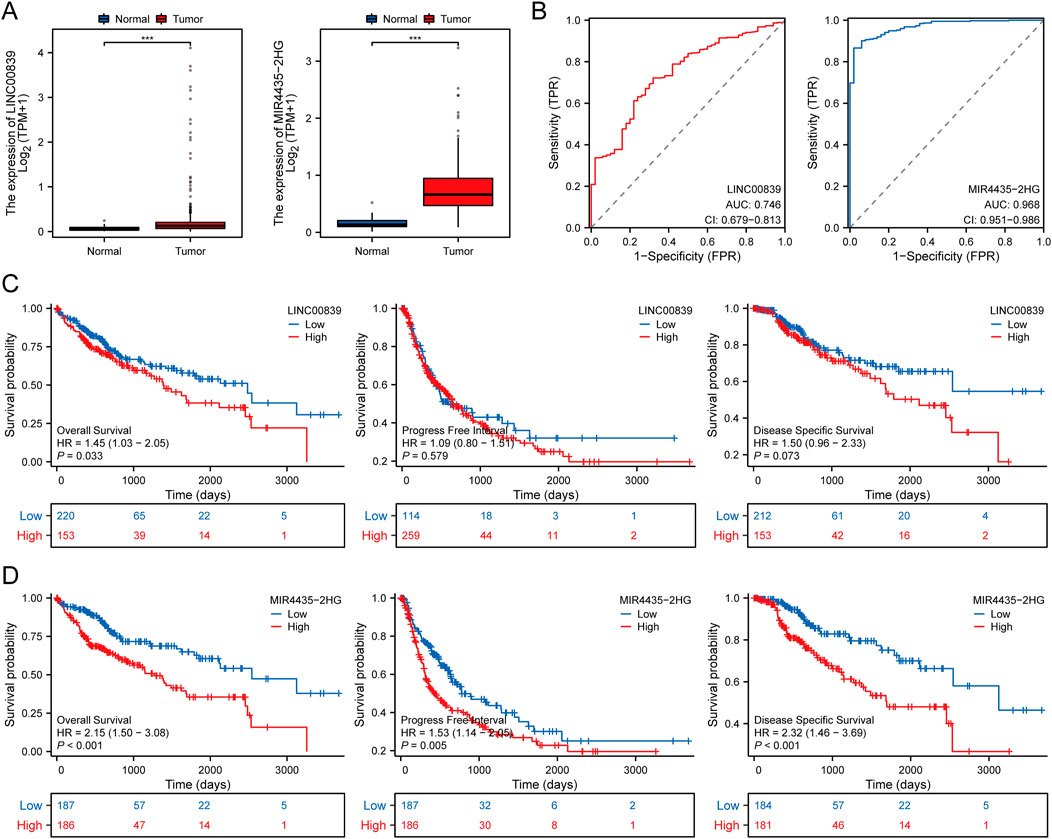 Four panels display data related to expressions of LINC00839 and MIR4435-2HG in normal and tumor tissues, along with survival analyses. Panel A shows higher expression of both genes in tumor tissues. Panel B presents ROC curves indicating sensitivity and specificity, with AUCs of 0.746 and 0.968 respectively. Panel C depicts survival probability for overall, progression-free, and disease-specific survival based on LINC00839 expression. Panel D shows the same for MIR4435-2HG, indicating poorer survival rates linked to higher expression of these genes. Statistical significance is noted with hazard ratios and p-values provided.