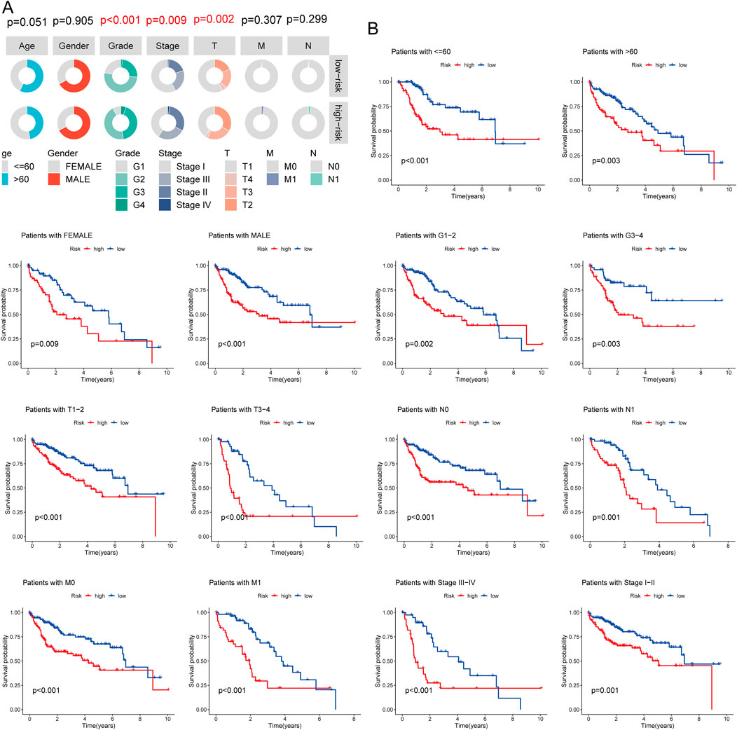Chart A shows proportions of cancer risk factors like age, gender, grade, stage, and metastasis (T, M, N) with significance levels marked. Low and high-risk groups are color-coded. Chart B displays survival probability curves over ten years for different patient groups, distinguished by various factors, with p-values indicating statistical significance. Red and blue lines represent high and low risk, respectively.