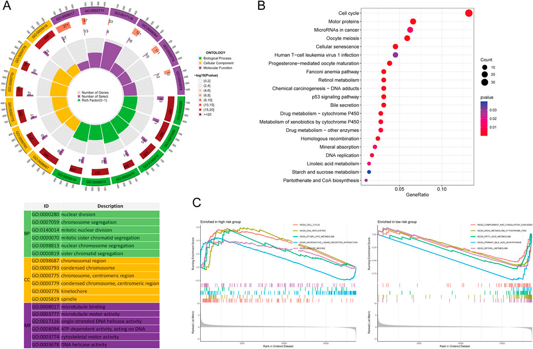 A composite image featuring three sections: A) A circular diagram displaying gene ontology classifications with color-coded segments representing biological processes, cellular components, and molecular functions, annotated with gene count and p-value data. B) A dot plot illustrating gene ratios for various metabolic and cellular pathways, with dot size indicating count and color indicating p-value significance. C) Two line graphs showing enriched gene sets in high and low-risk groups, labeled with pathways such as cell cycle and DNA replication, highlighting different enrichment scores across datasets.