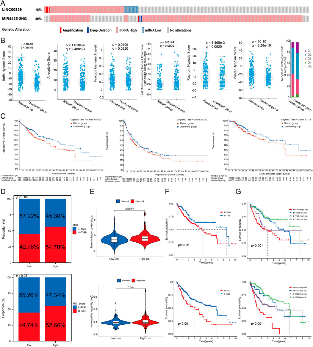 Complex genomics data analysis comprises several graphs and charts. Panel A shows genetic alterations in LINC00839 and MIR4435-2HG with color-coded amplifications, deletions, and mRNA expression levels. Panel B includes scatter plots comparing hypoxia, aneuploidy, fraction genome altered, leukocyte scores, platinum therapy, and MYC hypoxia scores between altered and unaltered groups. Panel C presents survival curves for overall survival, progression-free survival, and disease-specific outcomes with log-rank tests. Panels D and E display bar and violin plots for TMB and MSI scores and their correlation with risk groups. Panels F and G show survival probability curves over time for various conditions.