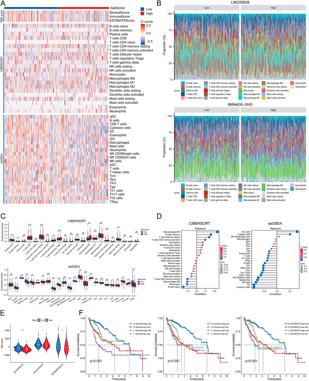 Panel A displays heatmaps illustrating various immune cell infiltrations and scores, segmented by risk levels. Panel B shows proportion bar graphs for LINC00839 and MIR4435-2HG, categorized by high and low levels of certain immune cells. Panel C contains box plots comparing CIBERSORT and ssGSEA scores for different cell types based on risk. Panel D includes correlation dot plots for risk scores versus different immune parameters. Panel E features violin plots comparing scores for distinct conditions. Panel F presents Kaplan-Meier survival curves for different conditions, highlighting survival probabilities over time.