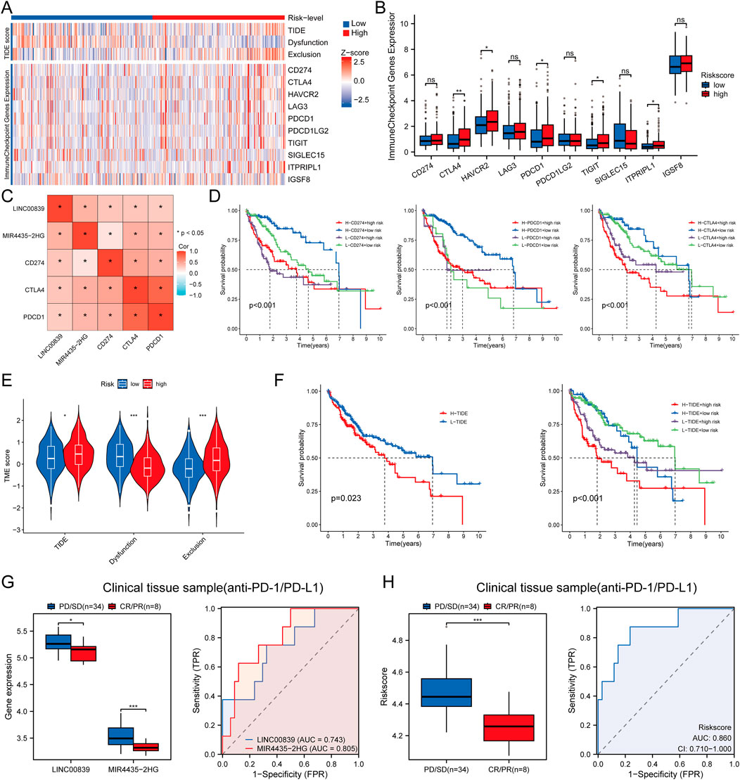The image consists of multiple data visualizations related to immune checkpoint gene expressions and their impact on cancer risk and treatment. Panel A displays a heatmap showing the expression of immune checkpoint genes across different tumor immune dysfunction and exclusion (TIDE) scores. Panel B contains box plots comparing gene expression levels between high and low-risk groups. Panel C presents a correlation matrix. Panel D shows Kaplan-Meier survival curves for various genes. Panel E features violin plots of TIDE scores. Panel F includes additional survival curves based on TIDE risk. Panels G and H compare clinical tissue samples with box plots and ROC curves for gene expression analysis in anti-PD-1/PD-L1 treatment settings.