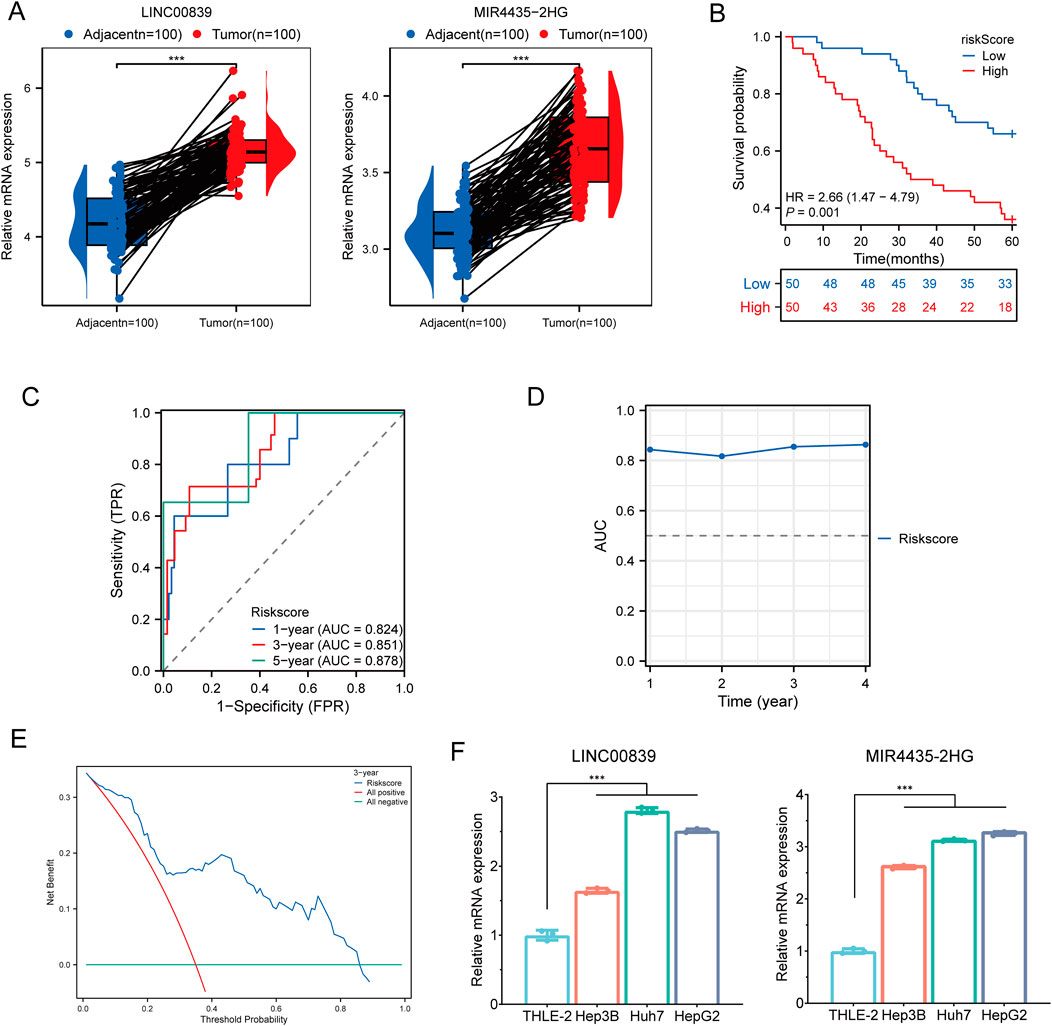 A composite of six graphs related to mRNA expression and survival analysis. A: Two violin plots show the relative mRNA expression of LINC00839 and MIR4435-2HG in adjacent and tumor tissues, with higher expression in tumors. B: A Kaplan-Meier survival curve compares high and low risk scores over time, with high risk associated with lower survival probability. C: A time-dependent ROC curve displays AUC values for risk scores at one, three, and five years. D: A line graph shows AUC values over four years, remaining consistently high. E: A decision curve analysis shows the net benefit of risk scores. F: Bar graphs display relative mRNA expression in various cell lines, with significant differences noted.