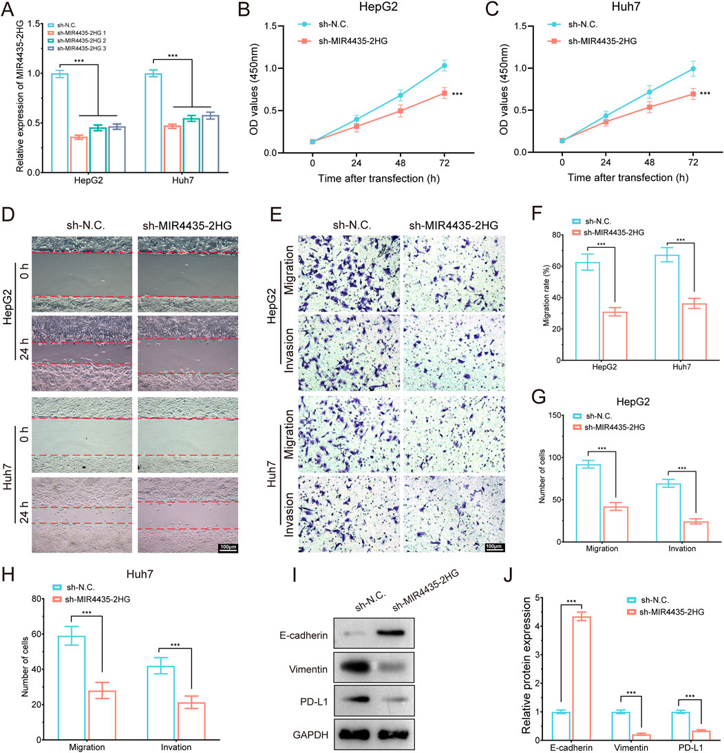 Graphs compare cellular behavior in HepG2 and Huh7 cells with sh-N.C. and sh-MIR4435-2HG conditions. Panels A to J assess MIR4435-2HG effects on expression, proliferation, migration, invasion, and protein levels. Statistical significance is indicated, with *** denoting p < 0.001. The images in panels D and E illustrate cell migration and invasion assays. Protein expression analysis in panel I shows results for E-cadherin, Vimentin, PD-L1, and GAPDH.