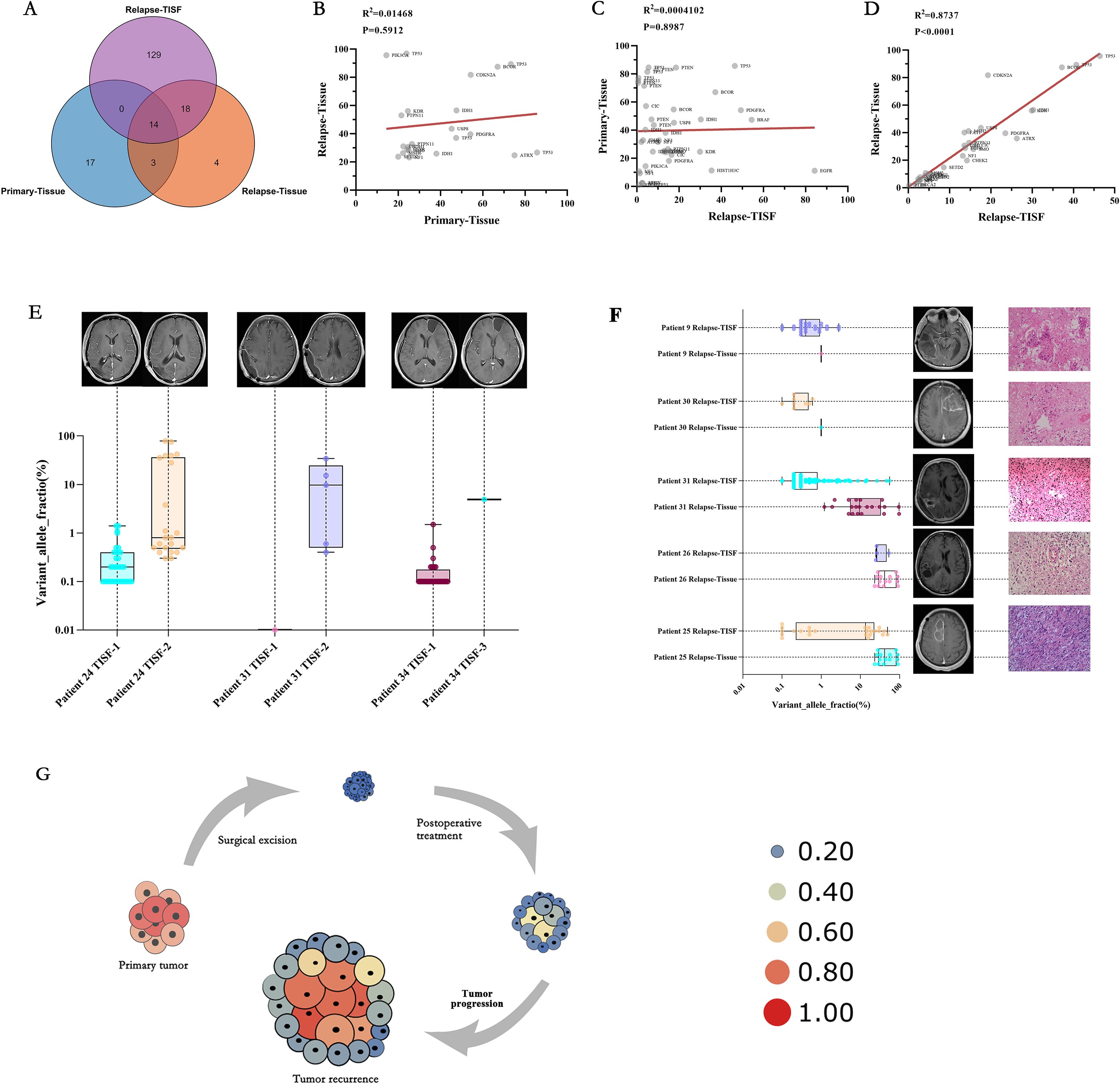 A series of scientific charts and images depict data and processes related to tumor analysis and progression. Panel A shows a Venn diagram illustrating the distribution of tissue samples in primary, relapse-TISF, and relapse-tissue categories. Panels B, C, and D provide scatter plots with regression lines showing correlations between these categories with different R-squared and p-values. Panel E includes MRI scans and box plots detailing variant allele frequencies in patient samples. Panel F combines box plots with MRI and pathology images for individual patient data. Panel G illustrates a flowchart describing the tumor progression cycle, including surgical excision, postoperative treatment, and recurrence.