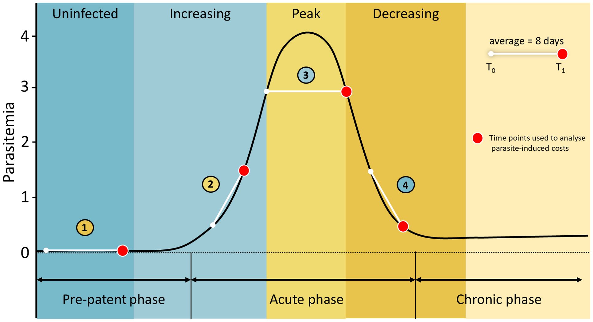 The graph displays blood parasitemia dynamics across four phases: (1) Uninfected, (2) Increasing, (3) Peak, and (4) Decreasing. Blood parasitemia starts at zero in the uninfected phase, increases during the pre-patent phase, reaches a peak, then decreases towards a chronic phase. Red circles indicate time points utilized for analyzing parasite-induced costs. The horizontal axis delineates the temporal phases, while the vertical axis represents blood parasitemia levels, with an average duration of 8 days indicated between T0 and T1.