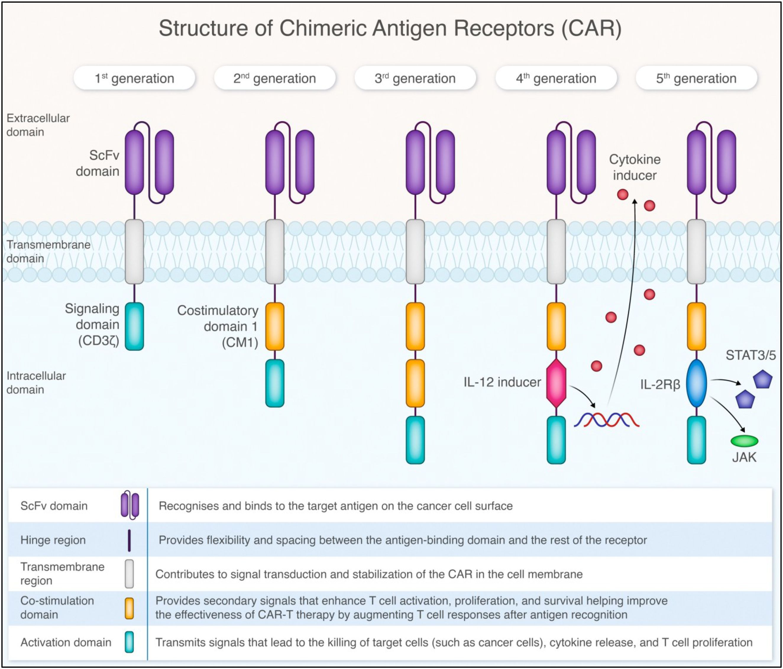 Diagram showing the structure of Chimeric Antigen Receptors (CAR) from the first to fifth generation. Each CAR has an extracellular ScFv domain, a transmembrane domain, and different intracellular signaling domains. Generations two to five add costimulatory and cytokine inducer components, enhancing T cell activation and survival. The fifth generation features IL-2Rβ and activates JAK/STAT pathways. A key explains domain functions: ScFv binds antigens, the hinge provides flexibility, the transmembrane region stabilizes, co-stimulation enhances T cell response, and activation domains lead to target cell destruction.