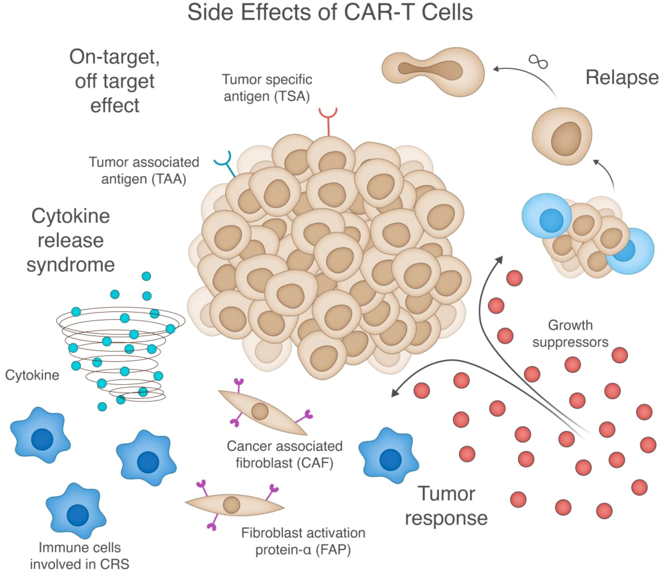 Illustration depicting side effects of CAR-T cells, including on-target off-target effects, cytokine release syndrome, and tumor relapse. It shows tumor-specific antigens, tumor-associated antigens, cytokines, immune cells, and fibroblasts. Growth suppressors and cancer-associated fibroblasts are also highlighted. Arrows indicate processes leading to tumor response and relapse.