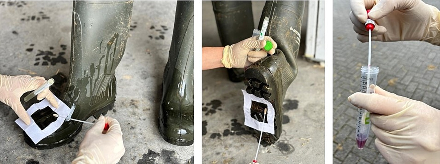 Three-panel image showing a gloved hand performing a swab test on a boot sole. First panel shows the boot with a swab collecting a sample. Second panel reveals the underside of the boot. Third panel shows the swab being placed into a tube with liquid.