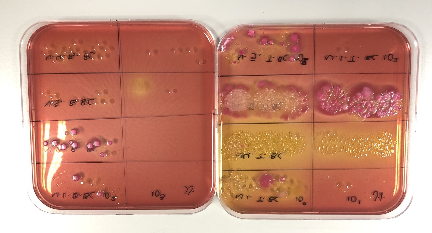 Two petri dishes filled with a reddish-orange agar medium show bacterial growth in distinct colonies. The left dish displays small, scattered colonies with handwritten labels. The right dish has more vibrant, clustered pink colonies with yellowish patches, also labeled. Both dishes are sectioned into grids for organized observation.