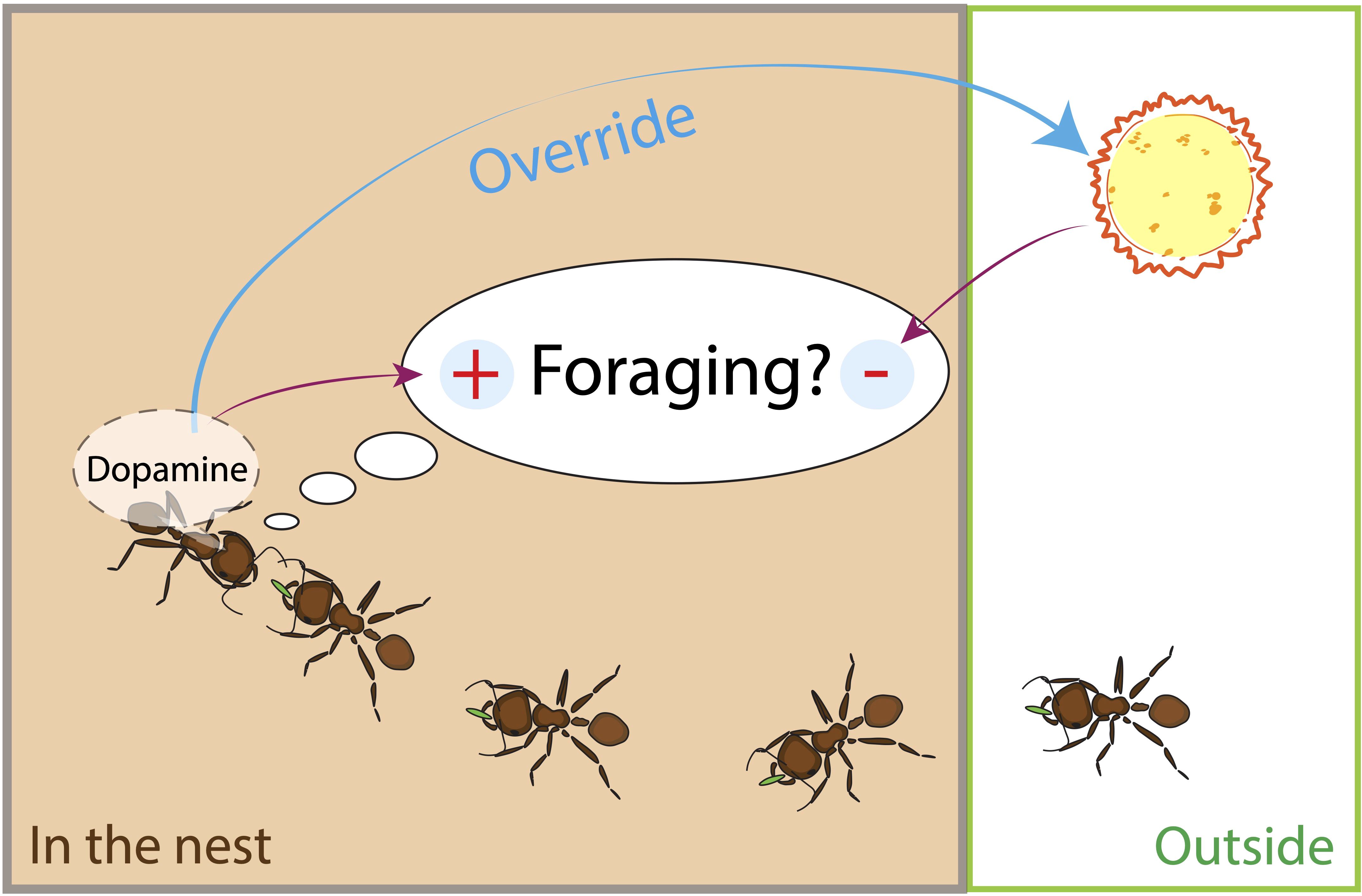 www.frontiersin.org