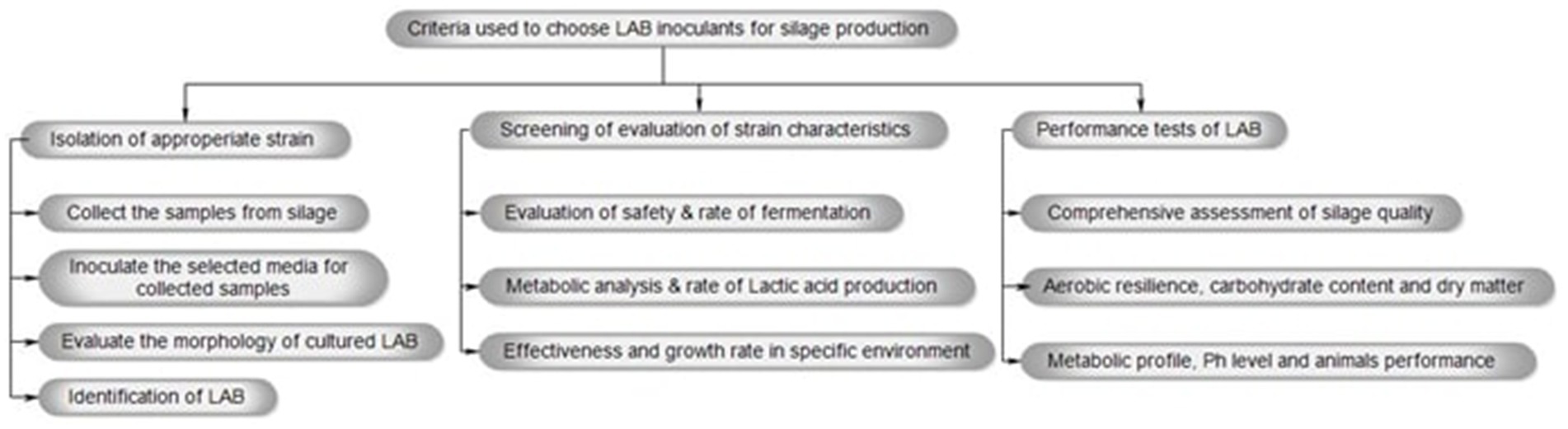 Flowchart detailing criteria for selecting LAB inoculants for silage production, divided into three sections: isolation of strains, strain evaluation via safety and metabolic analysis, and performance tests including silage quality assessment and metabolic profiling, emphasizing aerobic resilience and effectiveness.