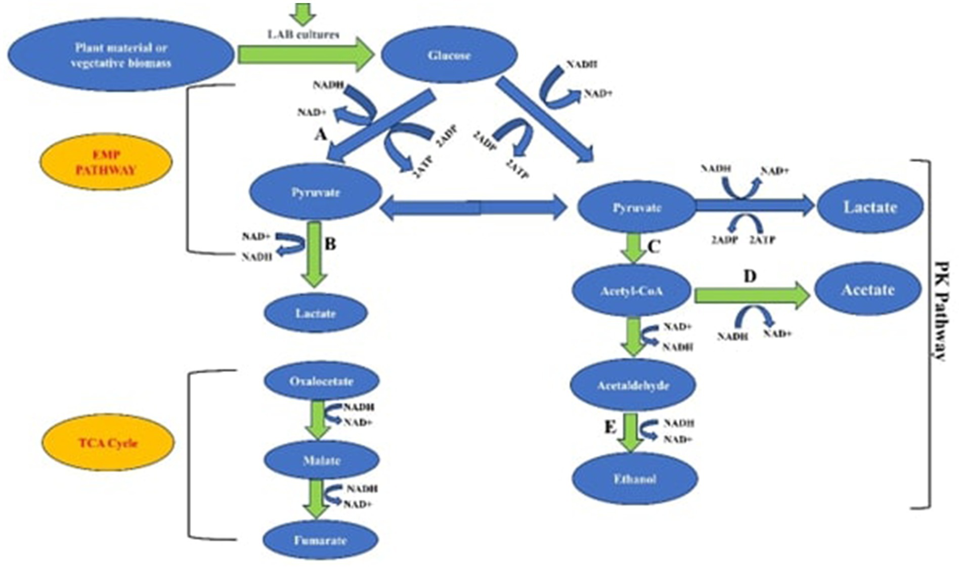 Flowchart of metabolic pathways to convert plant material into lactate, acetate, and ethanol. The process includes EMP Pathway, TCA Cycle, and PK Pathway. Key compounds: glucose, pyruvate, lactate, acetyl-CoA, acetate, acetaldehyde, and ethanol. Arrows indicate NADH/NAD+ reactions, and ATP/ADP processes.