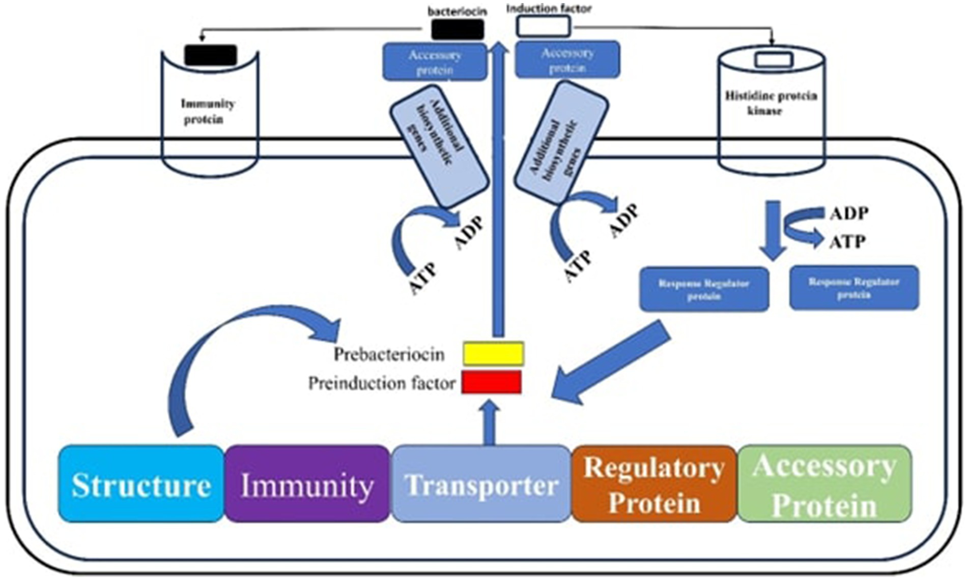 Diagram illustrating the process of bacteriocin production. It shows the roles of accessory proteins, immunity proteins, and histidine protein kinase. ATP and ADP are involved in energy transfer. The image highlights stages like prebacteriocin and preinduction factor, with sections labeled as Structure, Immunity, Transporter, Regulatory Protein, and Accessory Protein. Arrows indicate the flow and interaction between components.