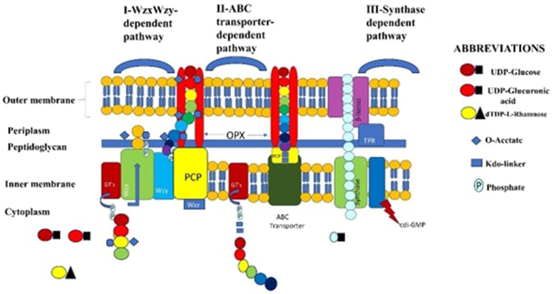 Diagram illustrating three bacterial polysaccharide assembly pathways: Wzx/Wzy-dependent, ABC transporter-dependent, and synthase-dependent. It shows components like membranes, periplasm, cytoplasm, and various labeled molecules. Abbreviations indicate UDP-glucose, UDP-glucuronic acid, dTDP-L-rhamnose, O-acetate, Kdo-linker, and phosphate. Various pathway components like PCP, OPX, Wzx, and Wzy are depicted along the membranes.