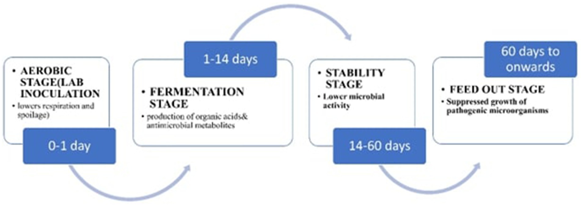 Flowchart illustrating stages of a process over time. Aerobic Stage (0-1 day) lowers respiration and spoilage. Fermentation Stage (1-14 days) involves production of organic acids and antimicrobial metabolites. Stability Stage (14-60 days) reduces microbial activity. Feed Out Stage (60 days onwards) suppresses pathogenic microorganisms' growth. Arrows indicate progression between stages.
