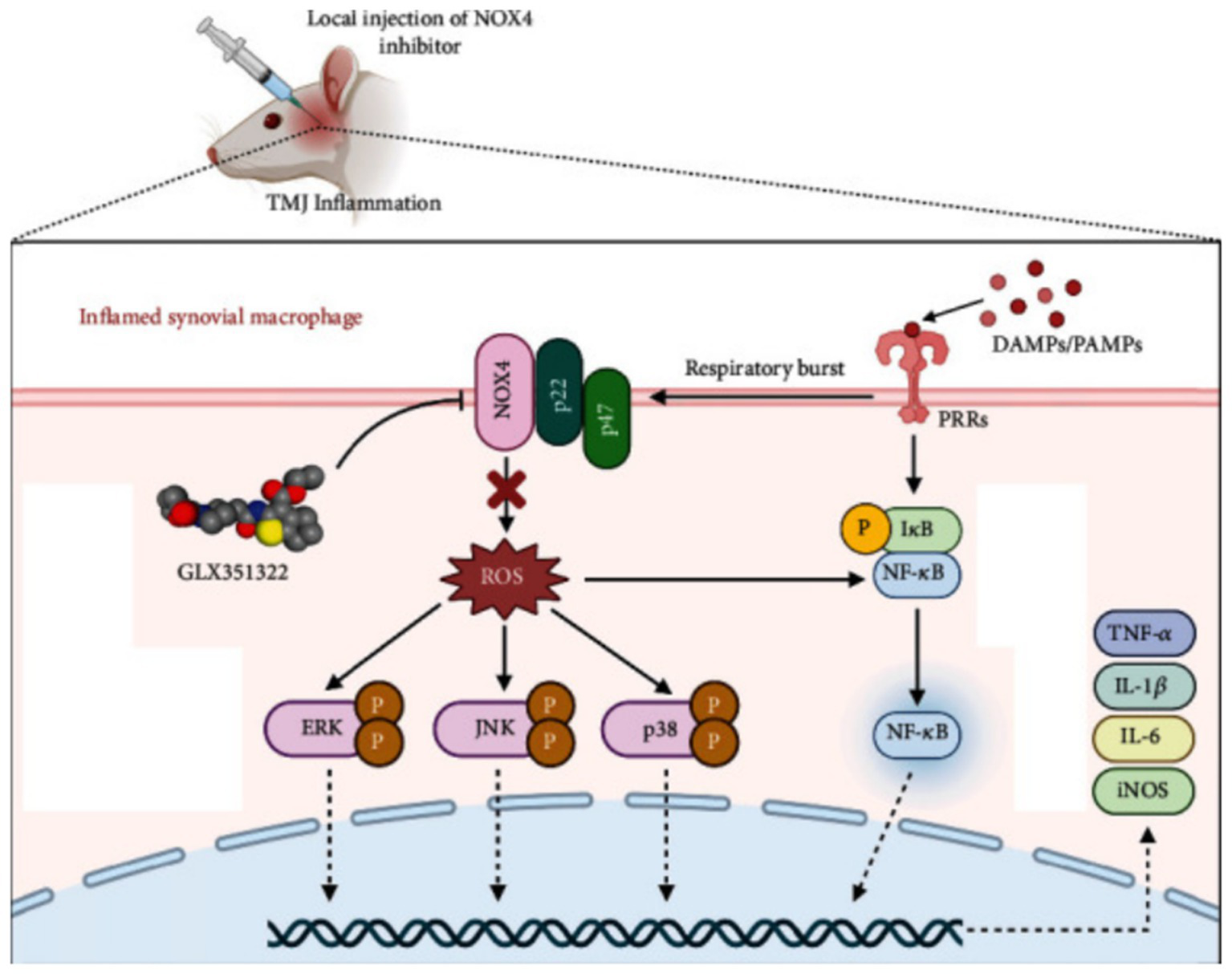 Diagram illustrating the mechanism of NOX4 inhibitor in reducing TMJ inflammation. It shows local injection inhibiting NOX4, blocking ROS production. This prevents activation of MAPK pathways (ERK, JNK, p38) and NF-κB pathway, decreasing pro-inflammatory cytokines like TNF-α, IL-1β, IL-6, and iNOS. DAMPs/PAMPs are represented interacting with PRRs, inducing respiratory burst. Molecular structures and cellular components are detailed within the synovial macrophage context.