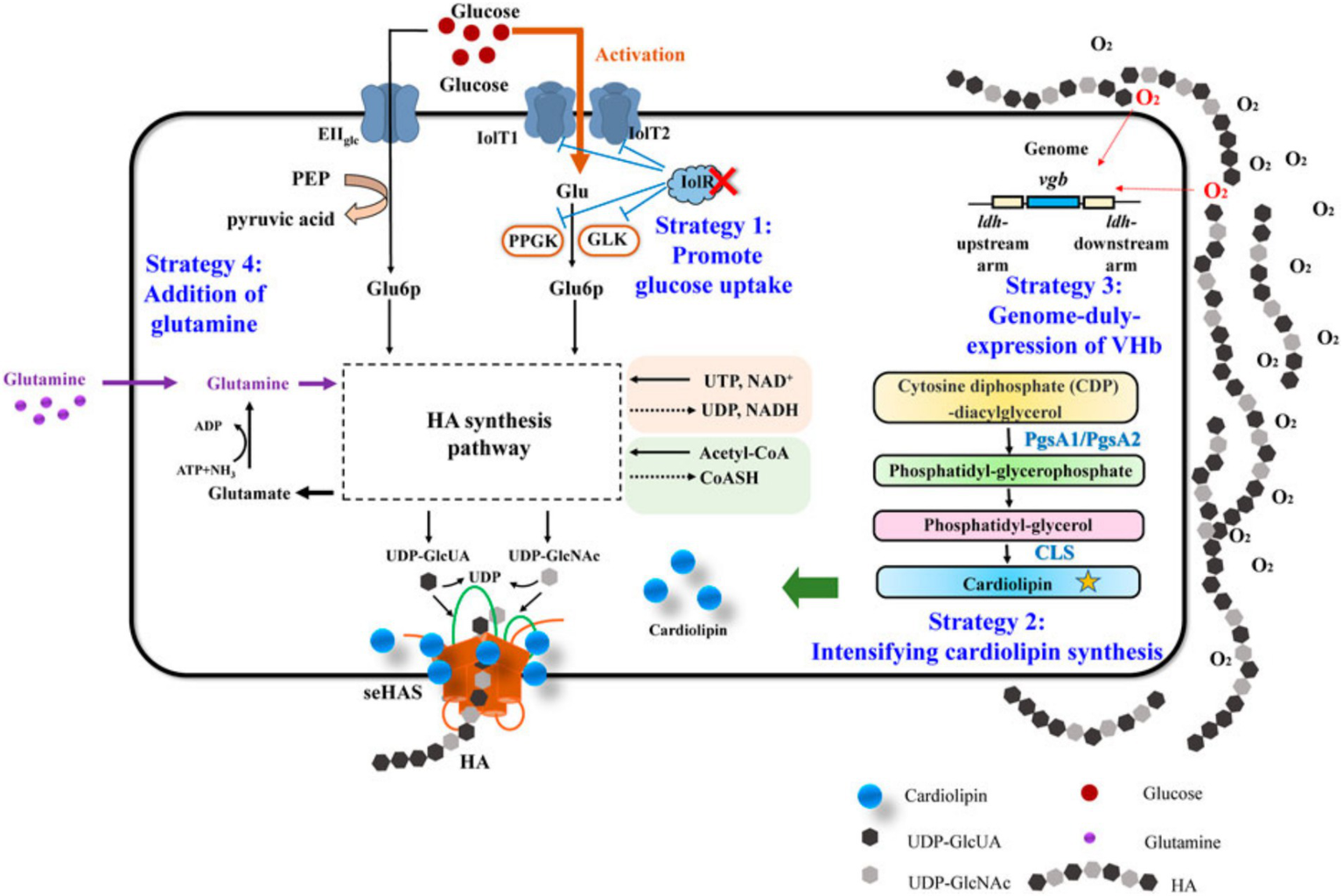 Diagram showing metabolic pathways for HA synthesis with four strategies. Strategy 1 is promoting glucose uptake using IolT1 and IolT2 transporters and enzymes PPGK and GLK. Strategy 2 focuses on intensifying cardiolipin synthesis using enzymes such as PgsA1/PgsA2 and CLS. Strategy 3 involves genome expression of VHb. Strategy 4 adds glutamine, converting to glutamate. Key molecules like glucose, cardiolipin, glutamine, and UDP derivatives are highlighted, illustrating pathways and interactions in the synthesis of HA (Hyaluronic acid).
