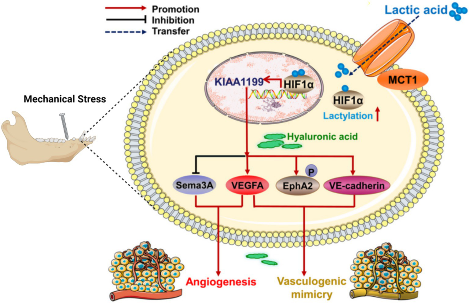 Diagram illustrating the cellular response to mechanical stress on bone, showing the roles of lactic acid, KIAA1199, and HIF1α in a cell. Lactic acid is transferred via MCT1, leading to lactylation and activation of pathways. VEGFA, Sema3A, EphA2, and VE-cadherin are involved in promoting angiogenesis and vasculogenic mimicry. Hyaluronic acid is also depicted, illustrating interactions and signal pathways.
