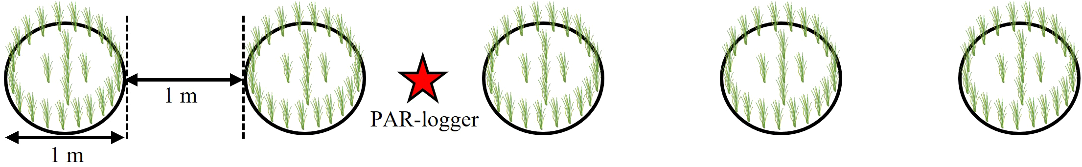 Diagram of five circular plots with eelgrass transplants. Each plots is one meter in diameter. The plots are aligned in a row with on meter between each plot. A red star labeled “PAR-logger” is positioned between plot two and three.