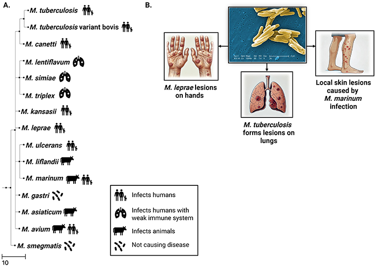 Diagram showing a phylogenetic tree of Mycobacterium species (panel A) and related infections (panel B). Infections are categorized by symbols: humans, lungs for weak immune system, animals, and those not causing disease. Panel B includes images of Mycobacterium, lesions from M. leprae on hands, and skin lesions from M. marinum, with lungs affected by M. tuberculosis in the center.