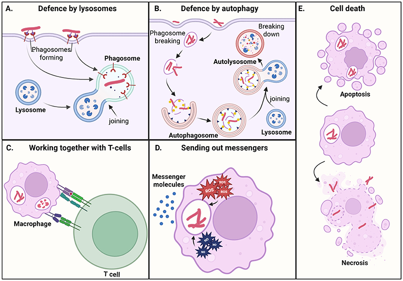 Five-panel illustration showing cellular defense and cell death processes. Panel A depicts lysosome defense with phagosome formation and fusion. Panel B shows autophagy with autolysosome formation and breakdown. Panel C illustrates macrophages and T cells working together. Panel D describes sending messenger molecules, including ROS. Panel E shows cell death types: apoptosis and necrosis.