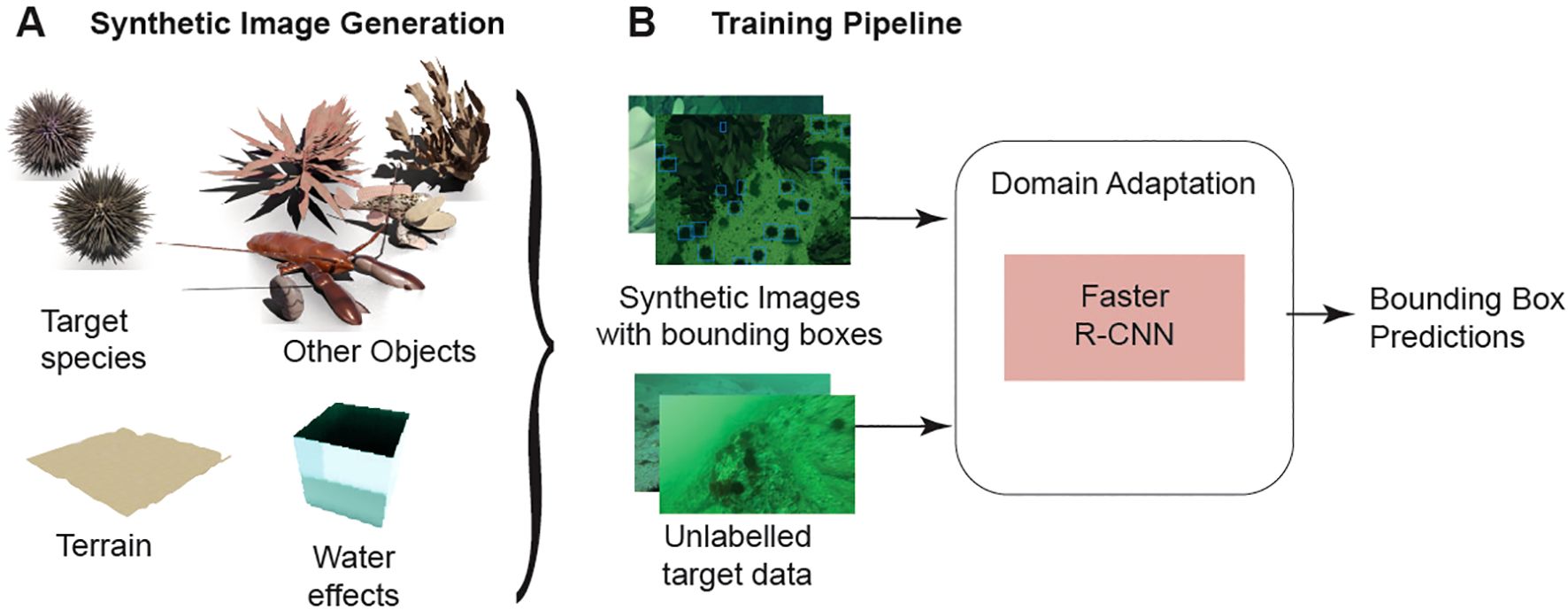 Diagram illustrating synthetic image generation and training pipeline. Section A shows various elements like target species, other objects, terrain, and water effects. Section B outlines training pipeline steps: inputting synthetic images with bounding boxes and unlabeled target data into a domain adaptation process using Faster R-CNN, leading to bounding box predictions.