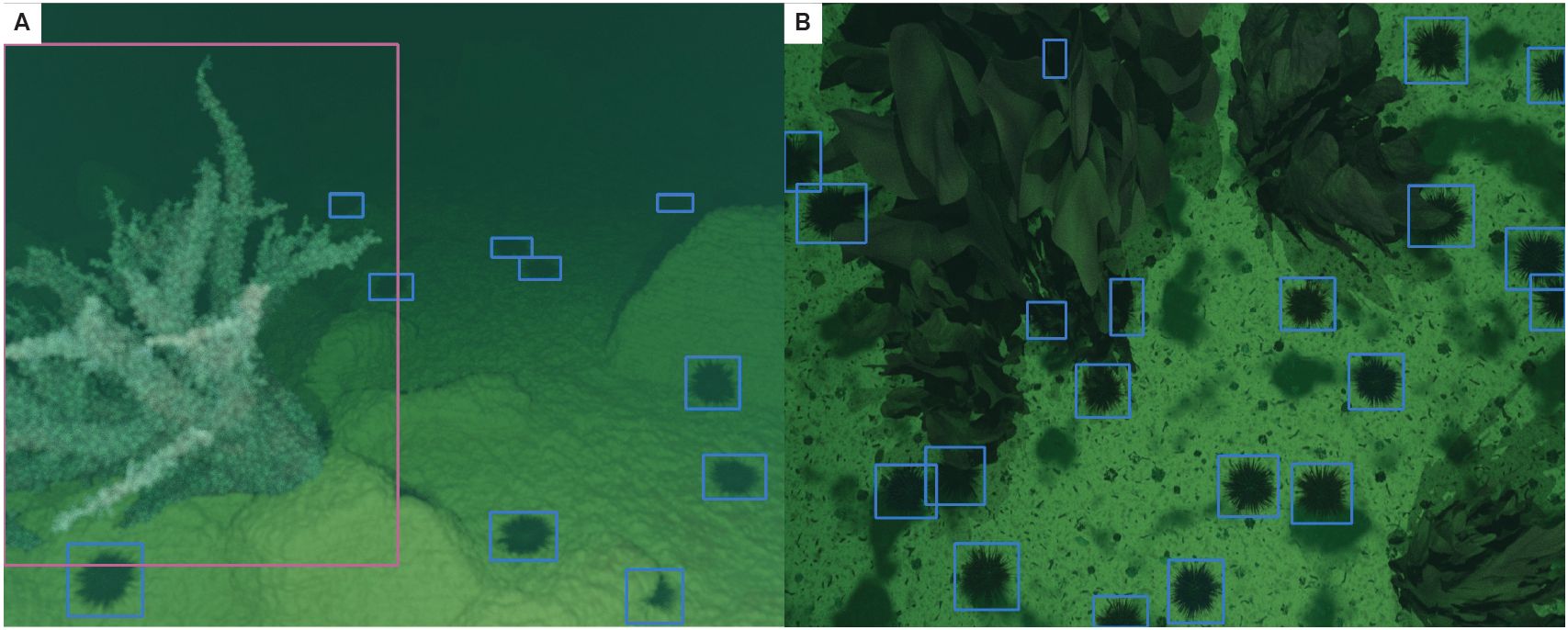 Two panels labeled A and B show underwater scenes with marine life. Panel A features a coral formation with several blue rectangles marking specific areas. Panel B displays sea urchins and large seaweed, also with blue rectangles highlighting areas of interest. Both panels have a greenish tint and a mix of natural structures and marked elements.