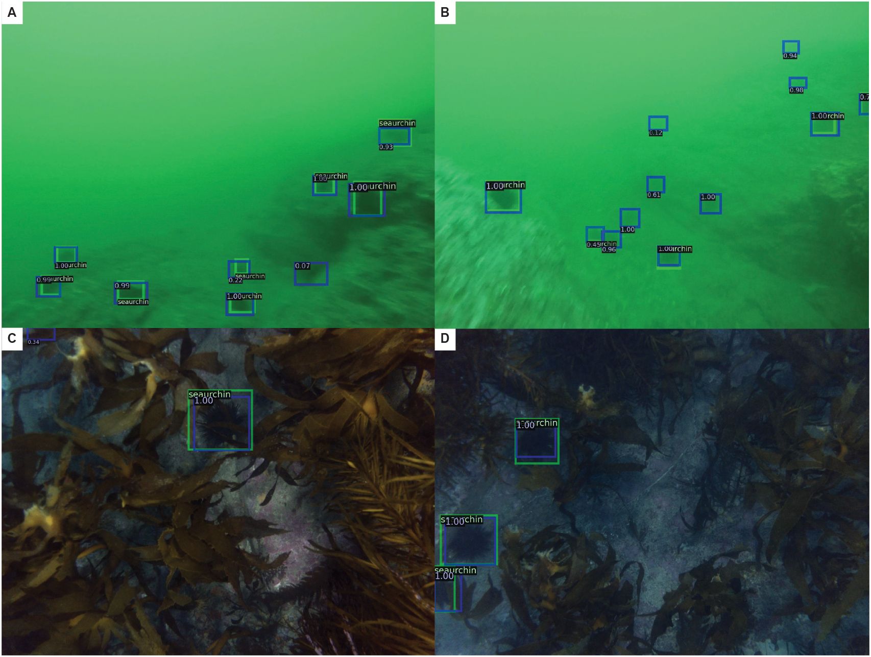 Underwater images labeled A to D show diverse sea urchin detection scenarios using bounding boxes with confidence scores. Image A and B display sparse urchin distribution on bare ocean floors. Image C and D exhibit denser vegetation, with sea urchins similarly marked amongst kelp.