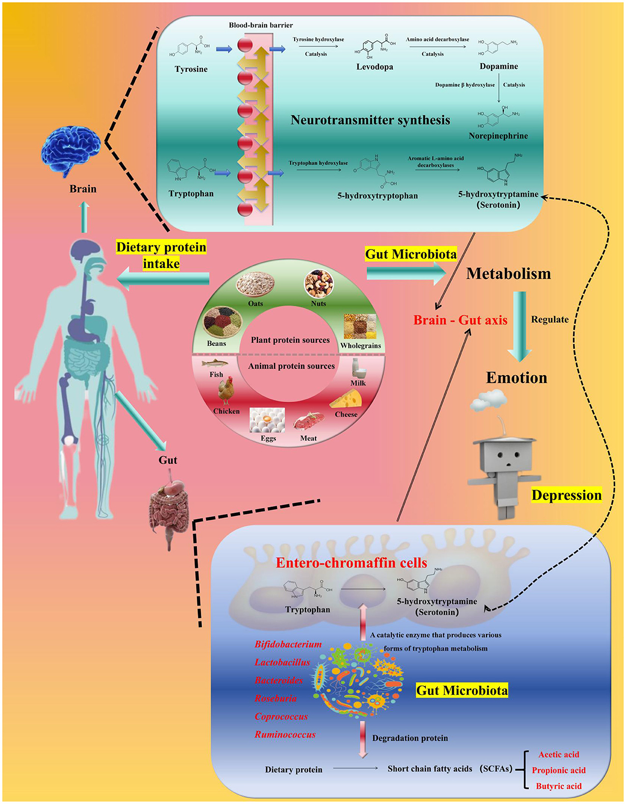 Diagram illustrating the brain-gut axis, focusing on neurotransmitter synthesis and metabolism. Tyrosine and tryptophan from dietary protein, found in various foods, are synthesized into neurotransmitters like dopamine and serotonin. Gut microbiota, including bacteria like Bifidobacterium and Lactobacillus, play a role in metabolizing tryptophan. This process influences emotion and is linked to depression. The image highlights the interaction between the brain, dietary protein intake, gut, enterochromaffin cells, and emotional regulation through the brain-gut axis.