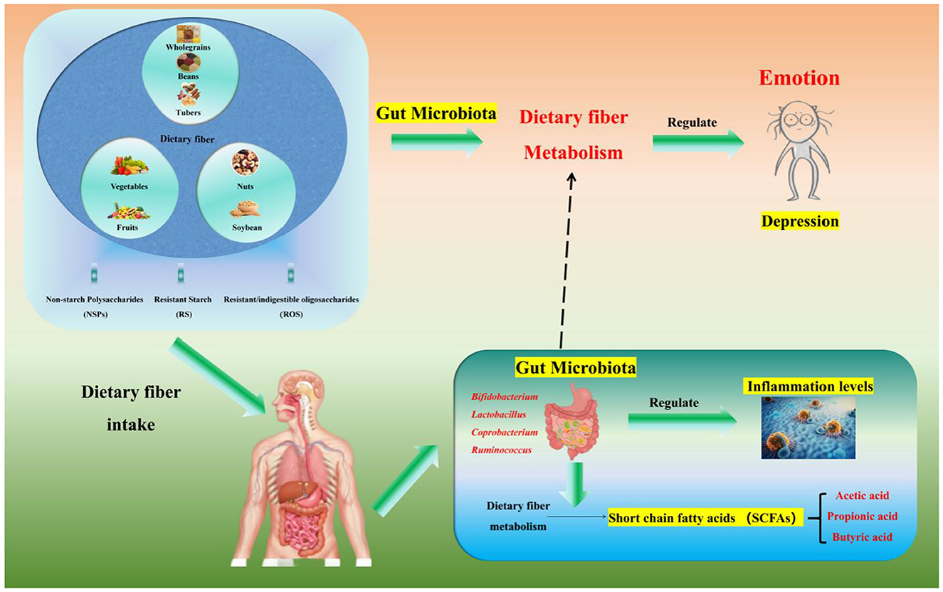 Diagram illustrating the impact of dietary fiber intake on gut microbiota and its effects on emotion and inflammation levels. Dietary fiber sources include whole grains, beans, tubers, vegetables, fruits, nuts, and soybeans, which consist of non-starch polysaccharides, resistant starch, and indigestible oligosaccharides. Gut microbiota metabolizes dietary fiber, producing short chain fatty acids that regulate inflammation levels. The metabolism of dietary fiber by the gut microbiota also influences emotions, potentially affecting depression.