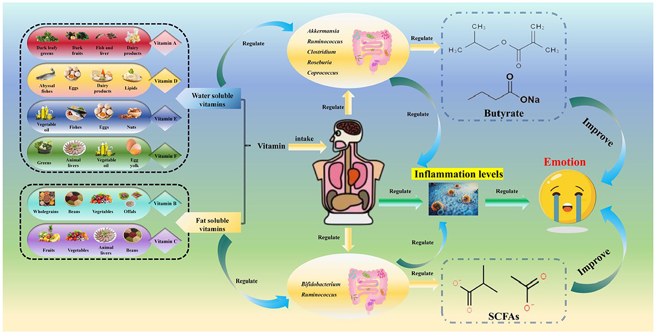Diagram showing the interaction between vitamins, gut bacteria, and emotions. Foods rich in different vitamins are categorized as water-soluble or fat-soluble. Vitamins regulate specific gut bacteria, producing compounds like butyrate and short-chain fatty acids. These compounds improve inflammation levels and emotions, depicted by a crying emoji. Key bacteria include Akkermansia and Bifidobacterium.