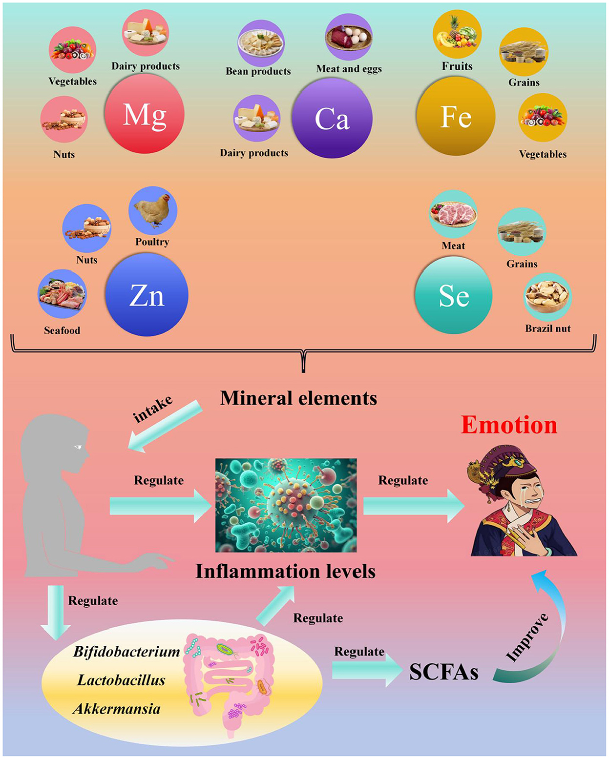 Diagram illustrating the relationship between mineral elements, inflammation, and emotions. Top section displays minerals (Mg, Ca, Fe, Zn, Se) associated with food sources like vegetables, dairy, poultry, and nuts. Middle section shows how mineral intake regulates inflammation, while inflammation influences emotions. Bottom section depicts gut bacteria (Bifidobacterium, Lactobacillus, Akkermansia) and short-chain fatty acids (SCFAs) impacting inflammation. Arrows indicate the regulatory pathways connecting these elements.