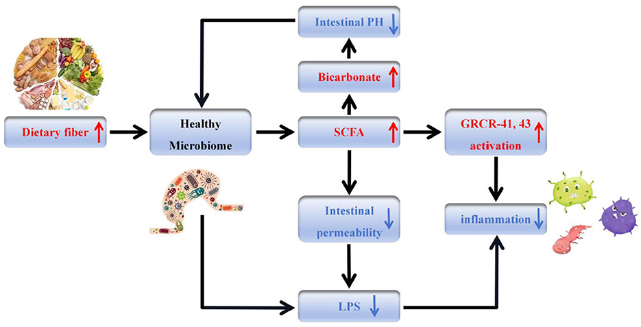 Flowchart illustrating the impact of dietary fiber on gut health. Dietary fiber leads to a healthy microbiome, which produces short-chain fatty acids (SCFA). This affects intestinal pH, bicarbonate levels, and intestinal permeability, reducing lipopolysaccharides (LPS) and inflammation while activating GRCR-41 and 43.