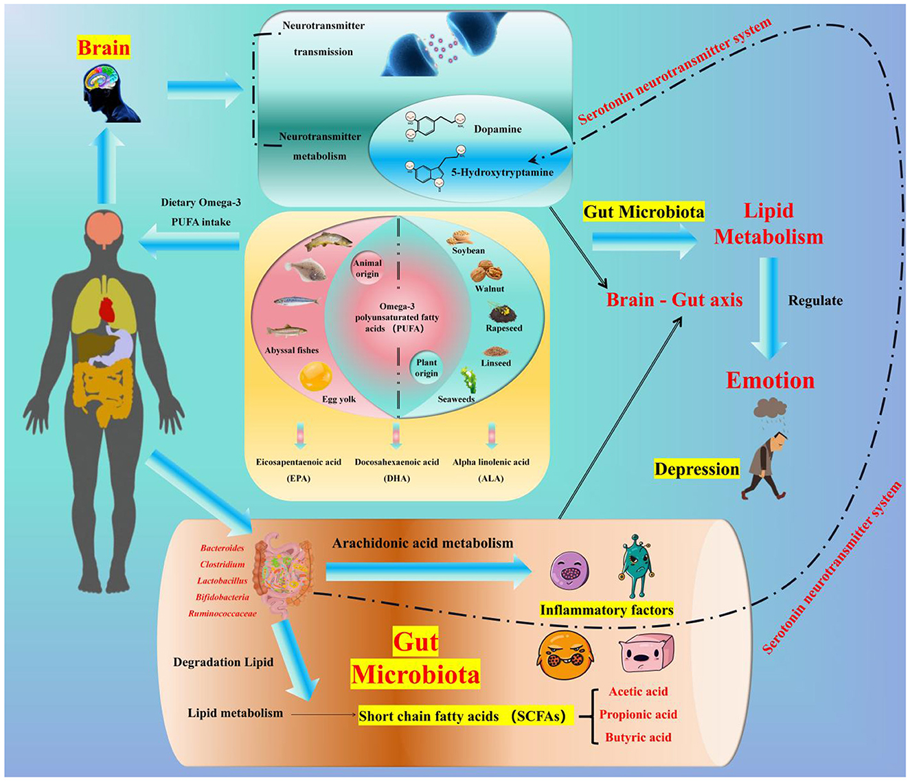 Diagram illustrating the interaction between dietary Omega-3 polyunsaturated fatty acids (PUFAs), gut microbiota, and the brain-gut axis. It shows sources of Omega-3 (animal and plant origin), their role in neurotransmitter function, and effects on lipid metabolism, gut microbiota, and emotion regulation. The chart highlights the serotonin neurotransmitter system's involvement in managing depression.